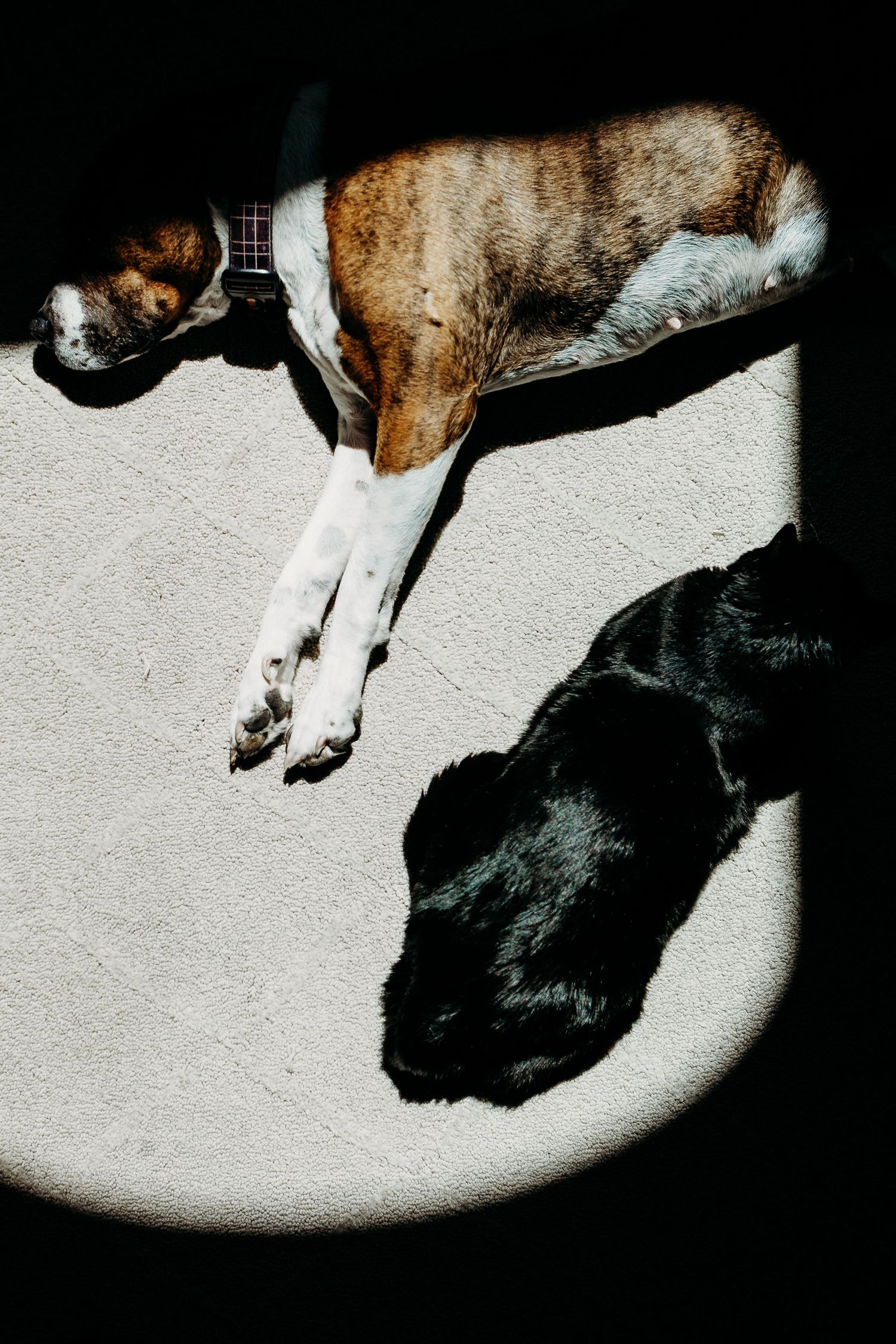 Denver photographer's project 365, May, black cat and boxer dog laying on carpet, illuminated by sunlight coming in through window.