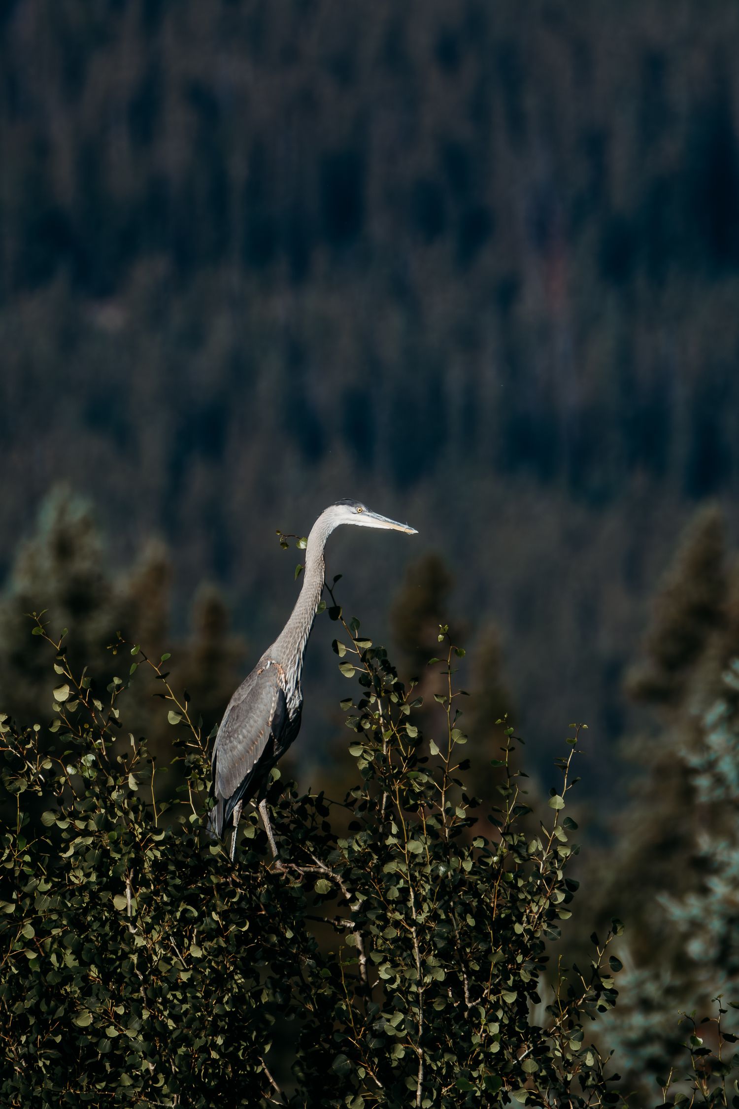Heron perched in trees in mountains of Colorado.