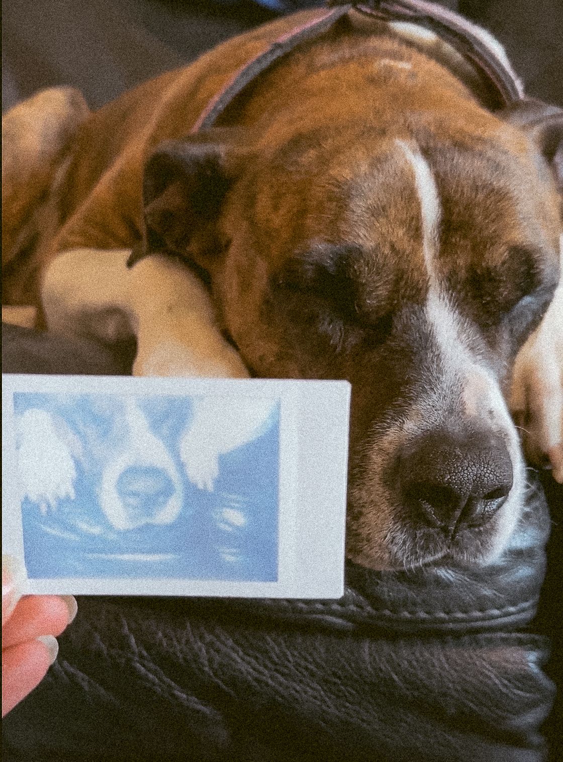 Project 365 photo - polaroid picture of sleeping dog held up next to sleeping dog.