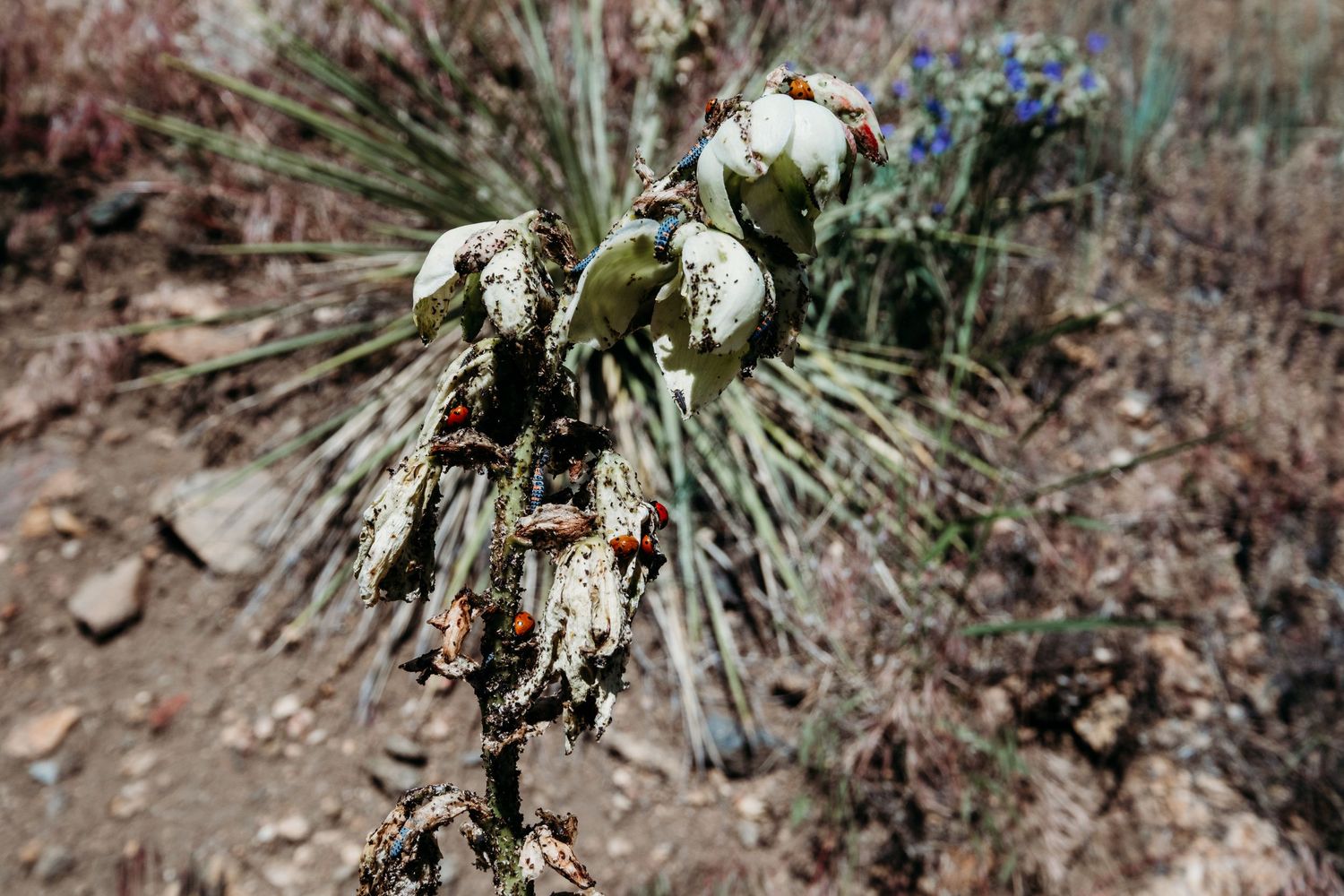 Aphids and lady bug larvae, pupae and adult lady bugs on plant in Golden, Colorado.