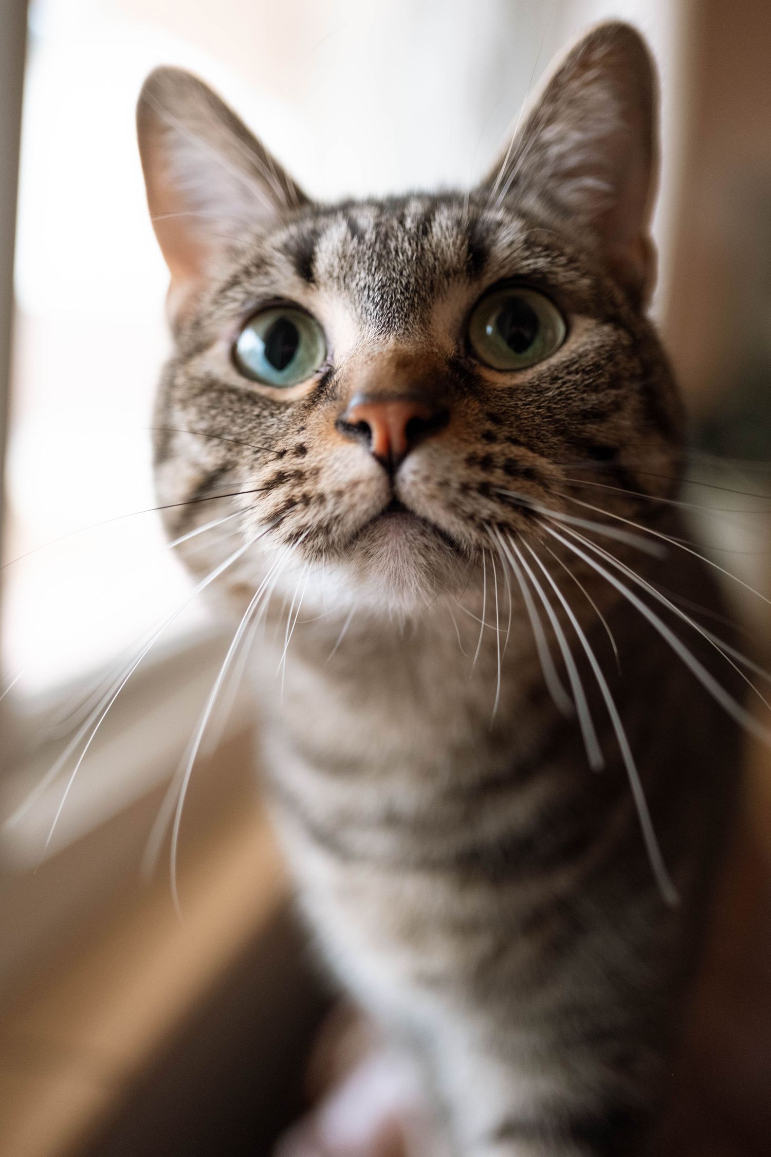 Curious tabby cat with bright green eyes.