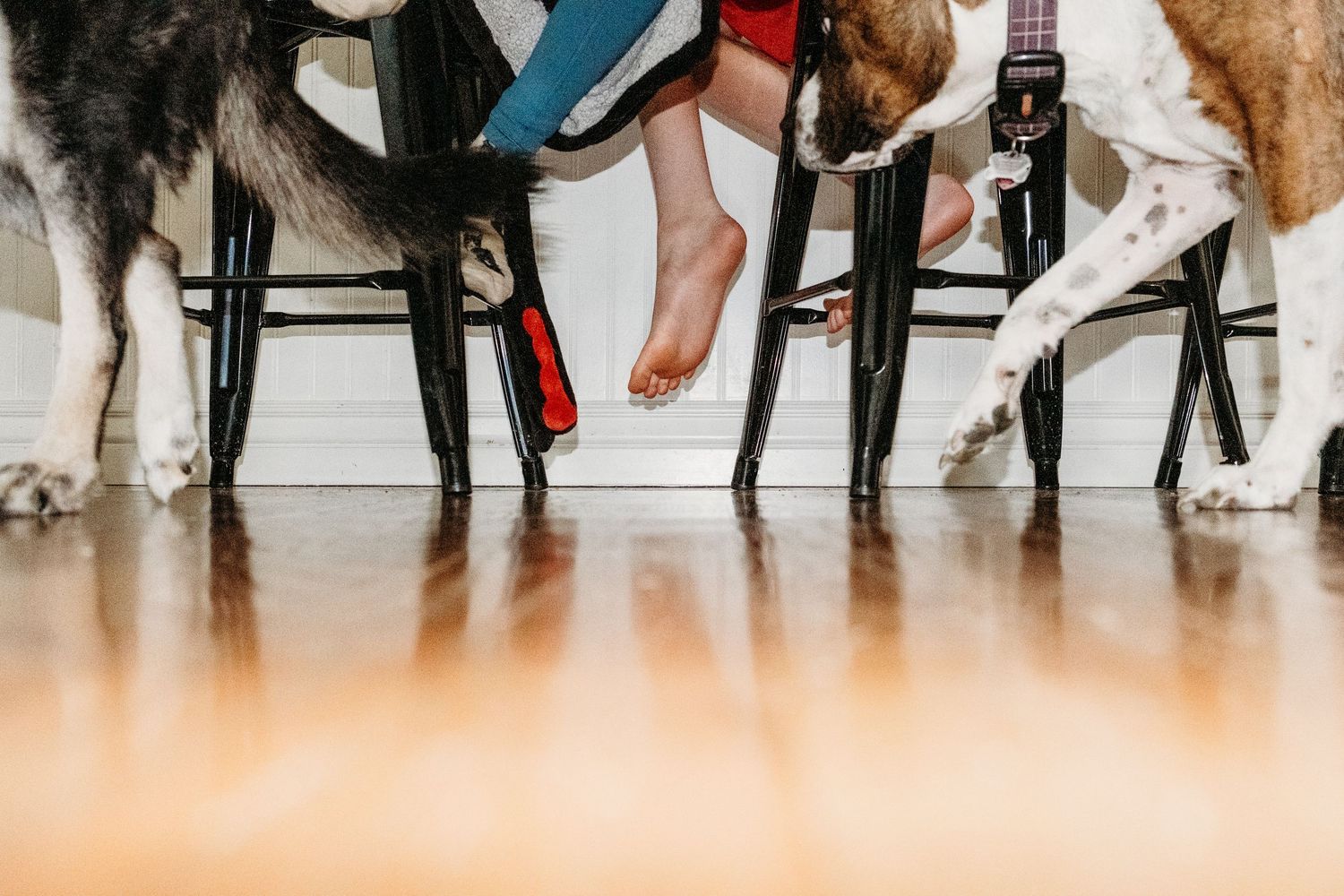 Dogs walking on floor, children seated on stools, close up of everyone's feet.