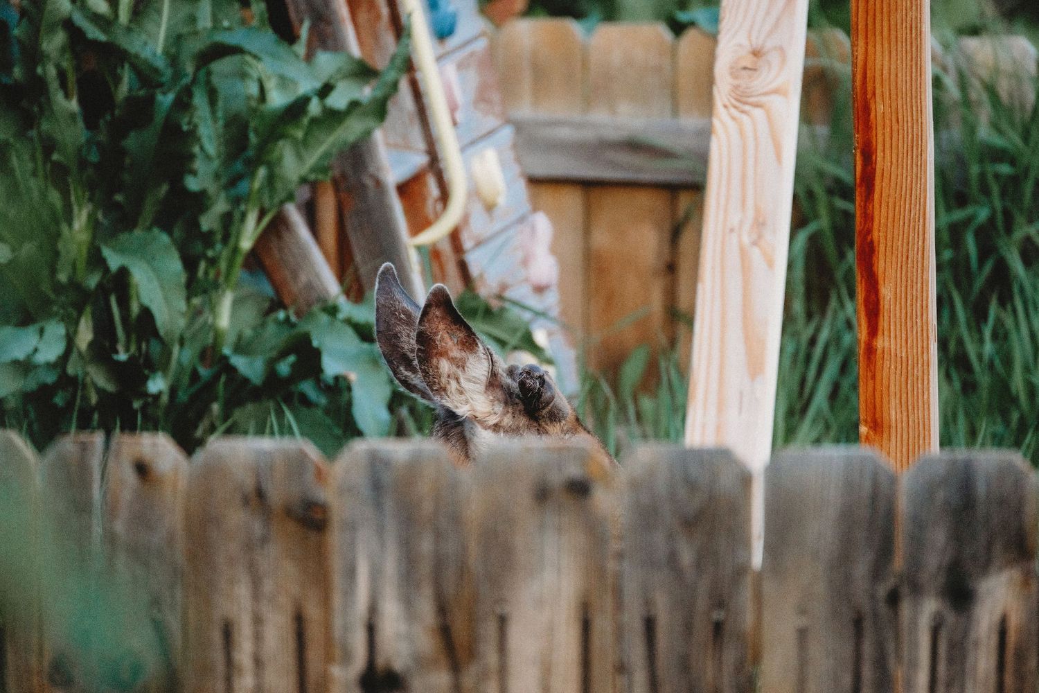 Denver photographer's project 365, May, deer ear peering over fence with emerging horns.