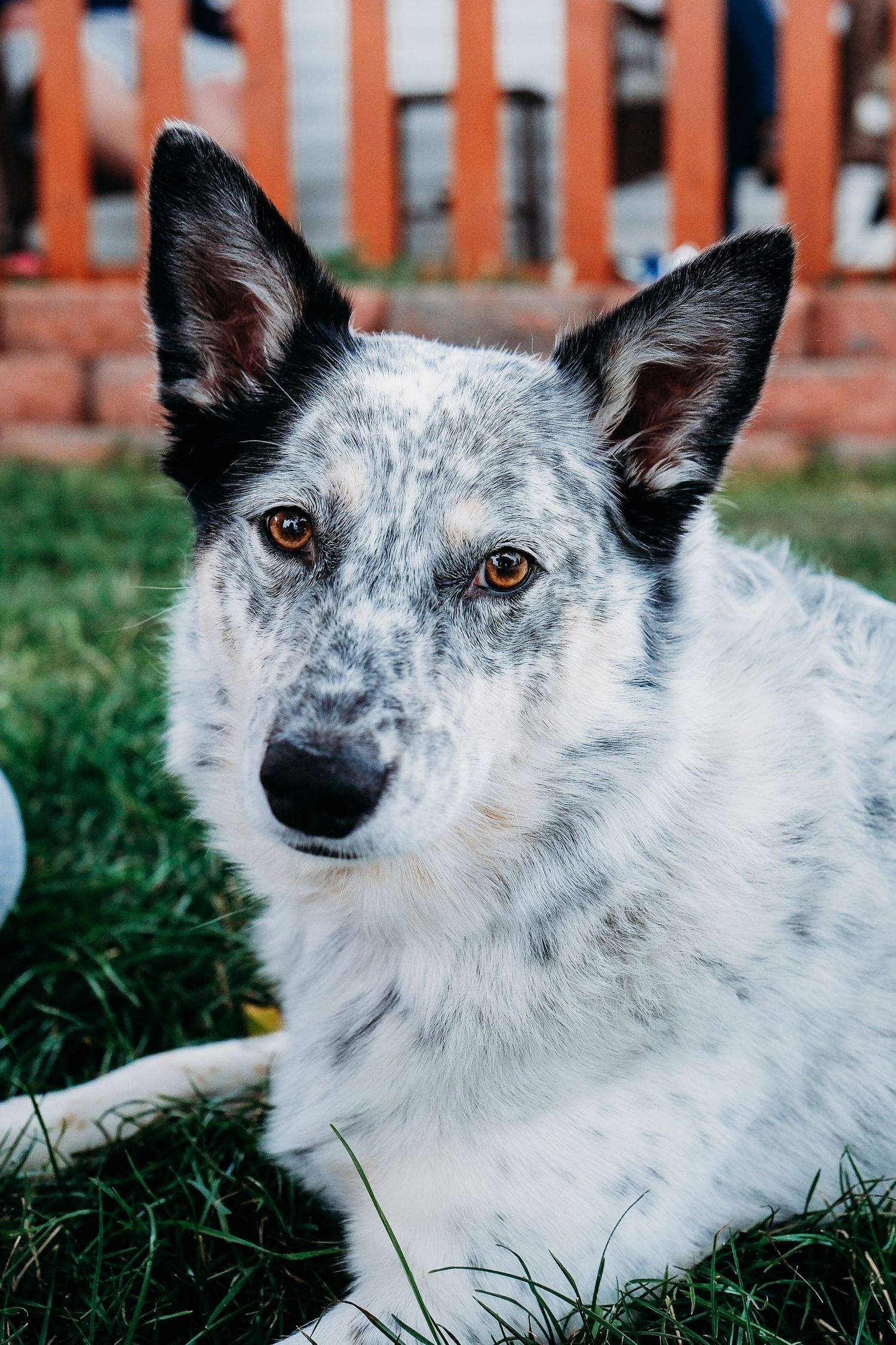 In-home Denver family photography session,  close up of dog in front yard.