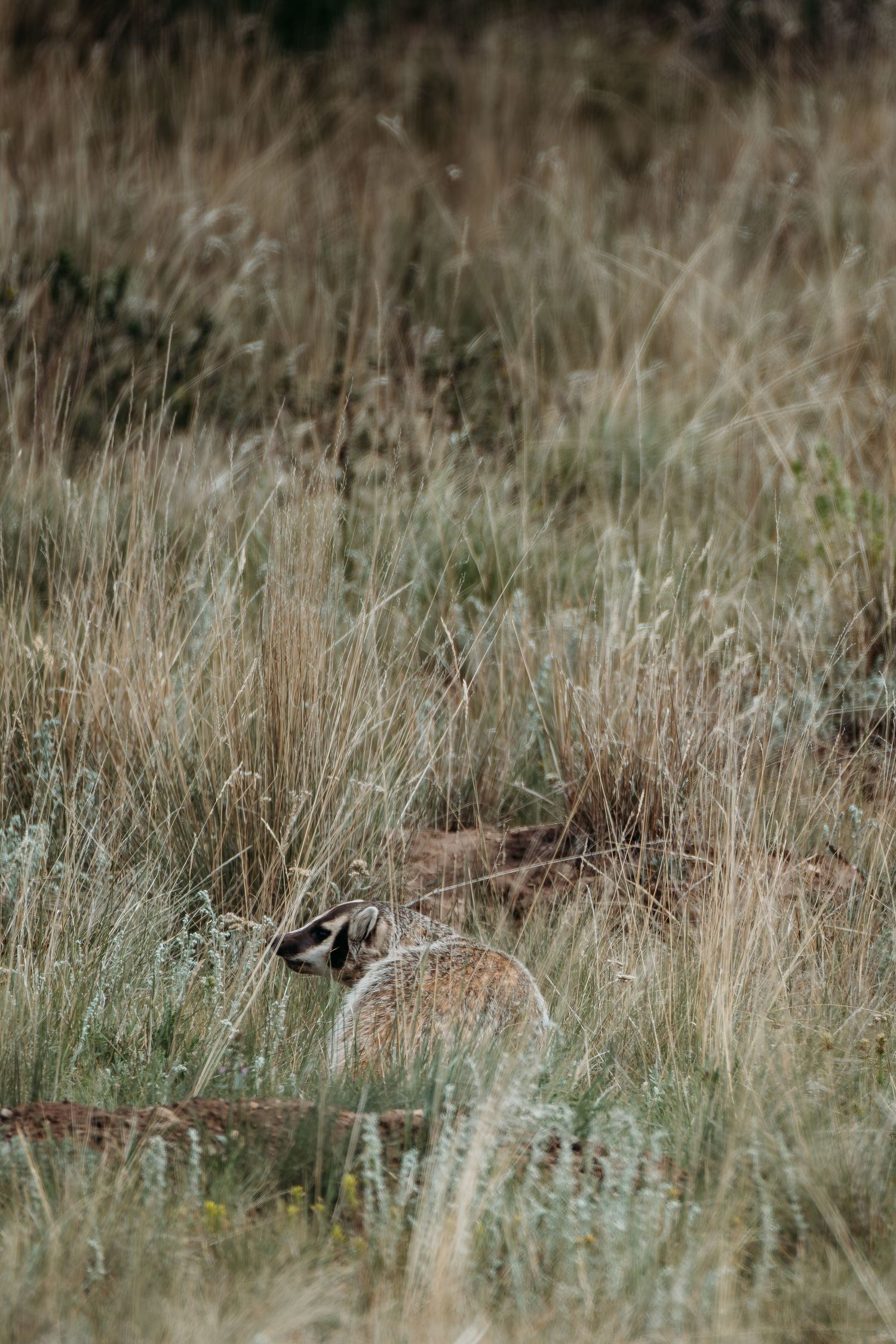 Badger in grasses in mountains of Colorado.