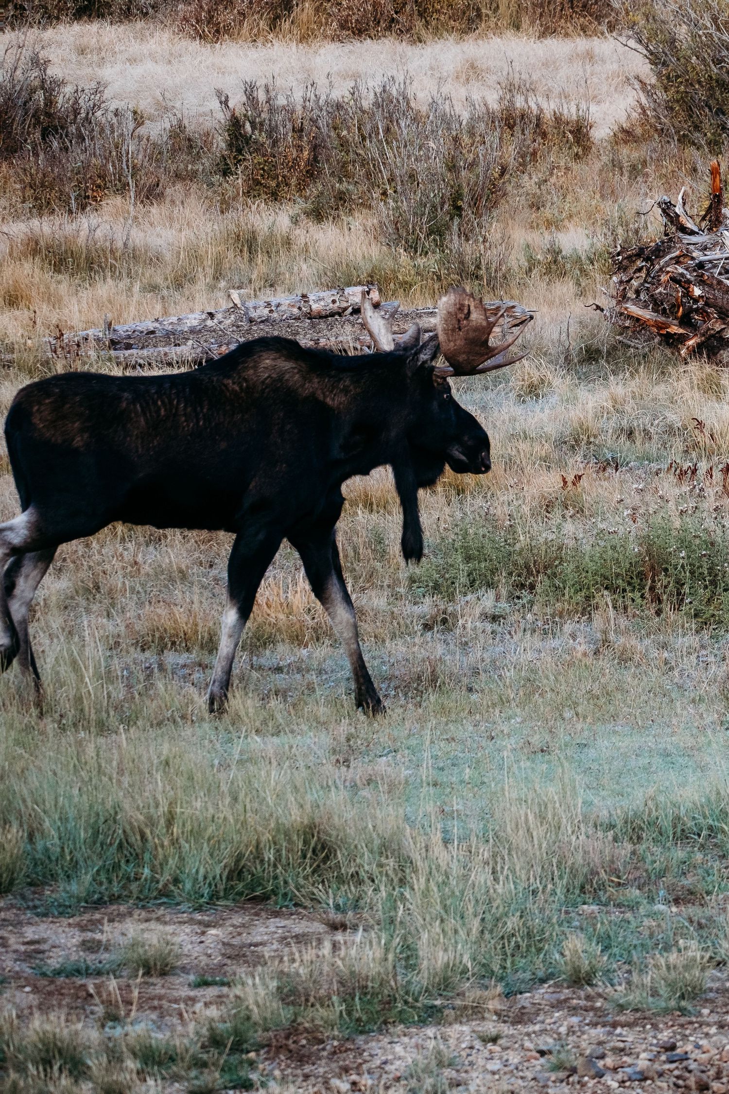 Project 365 photo - moose walking through field in mountains of Colorado.