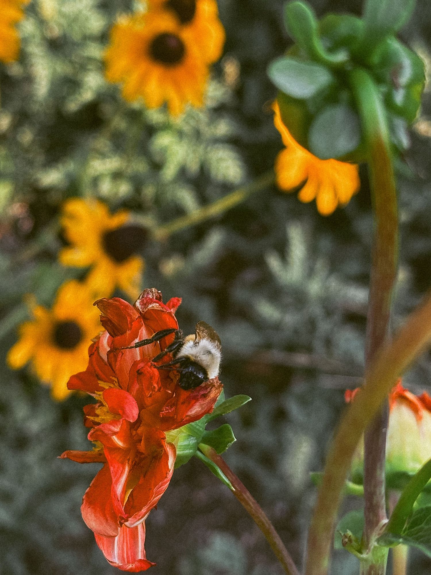 Project 365 photo - fuzzy bumblebee on dahlia in backyard camera.