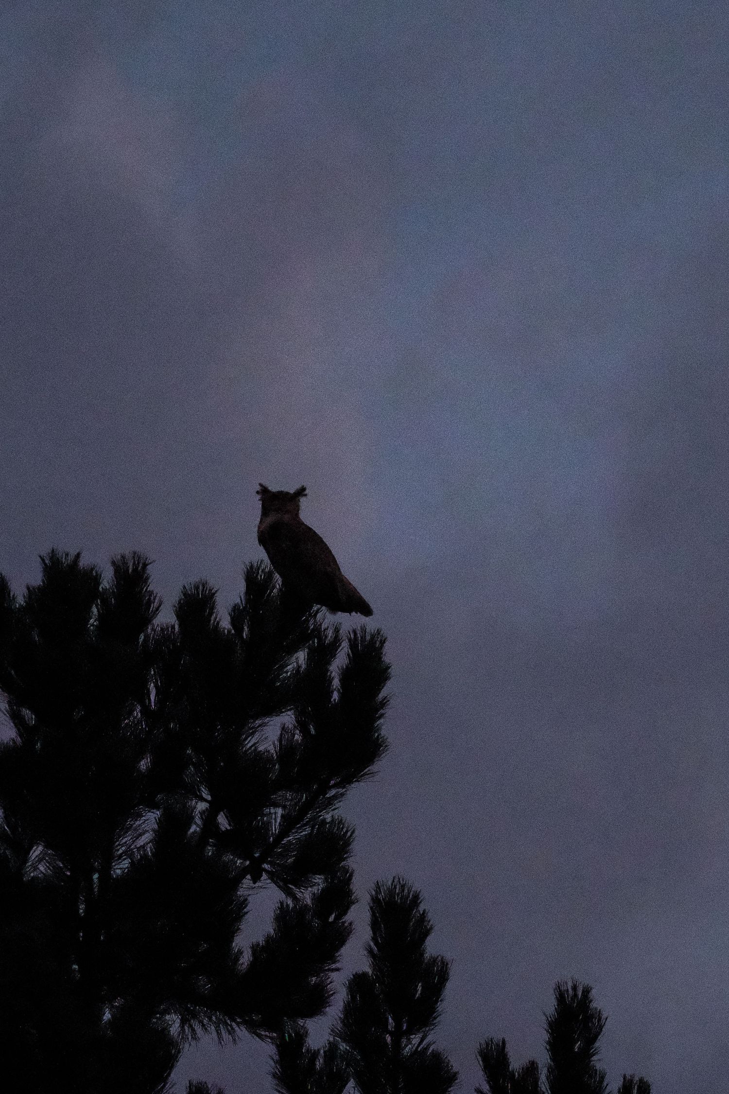 Project 365 photo - silhouette of owl perched on tree.