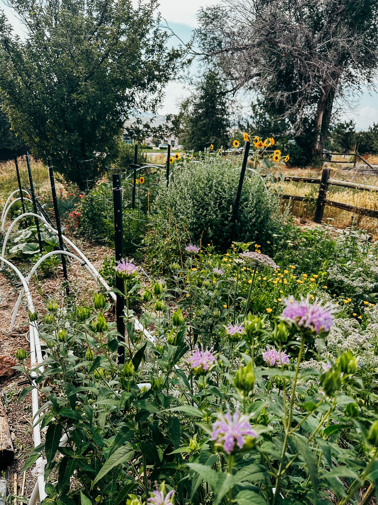 Garden portrait of bergamot and sunflowers.