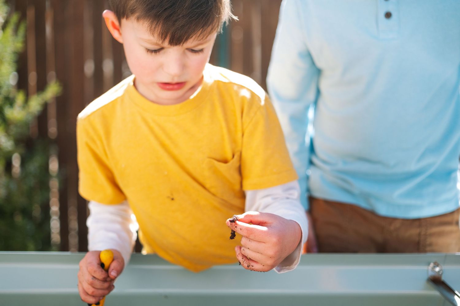 Young boy wearing bright yellow shirt digging for worms in garden bed inb ackyard.