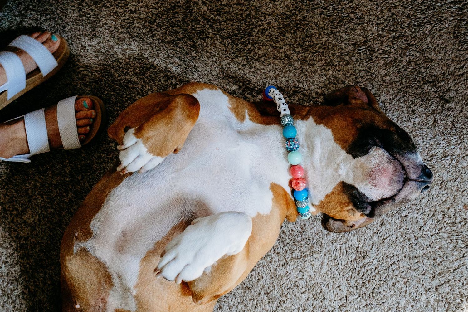Playful pitbull, belly up.