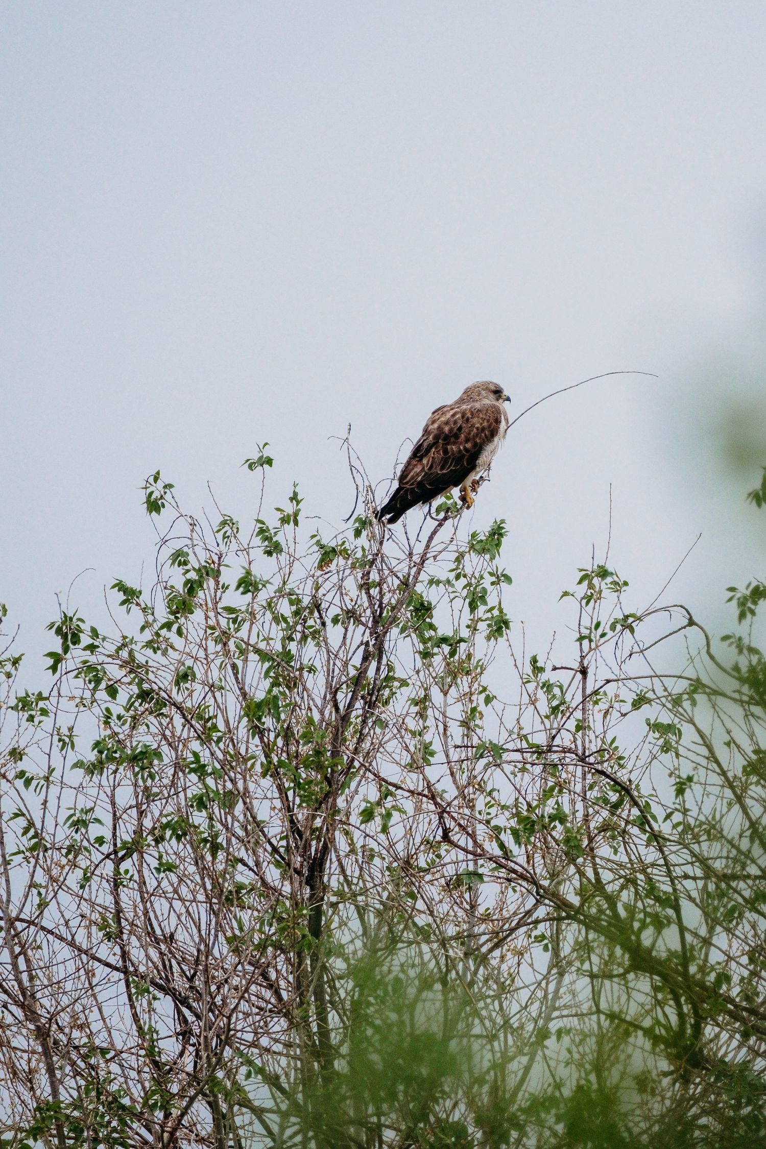 Denver photographer's project 365, May, hawk perched in tree top.