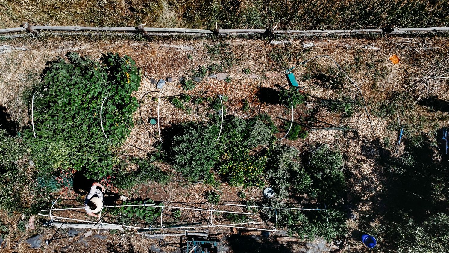 Drone shot of backyard garden.