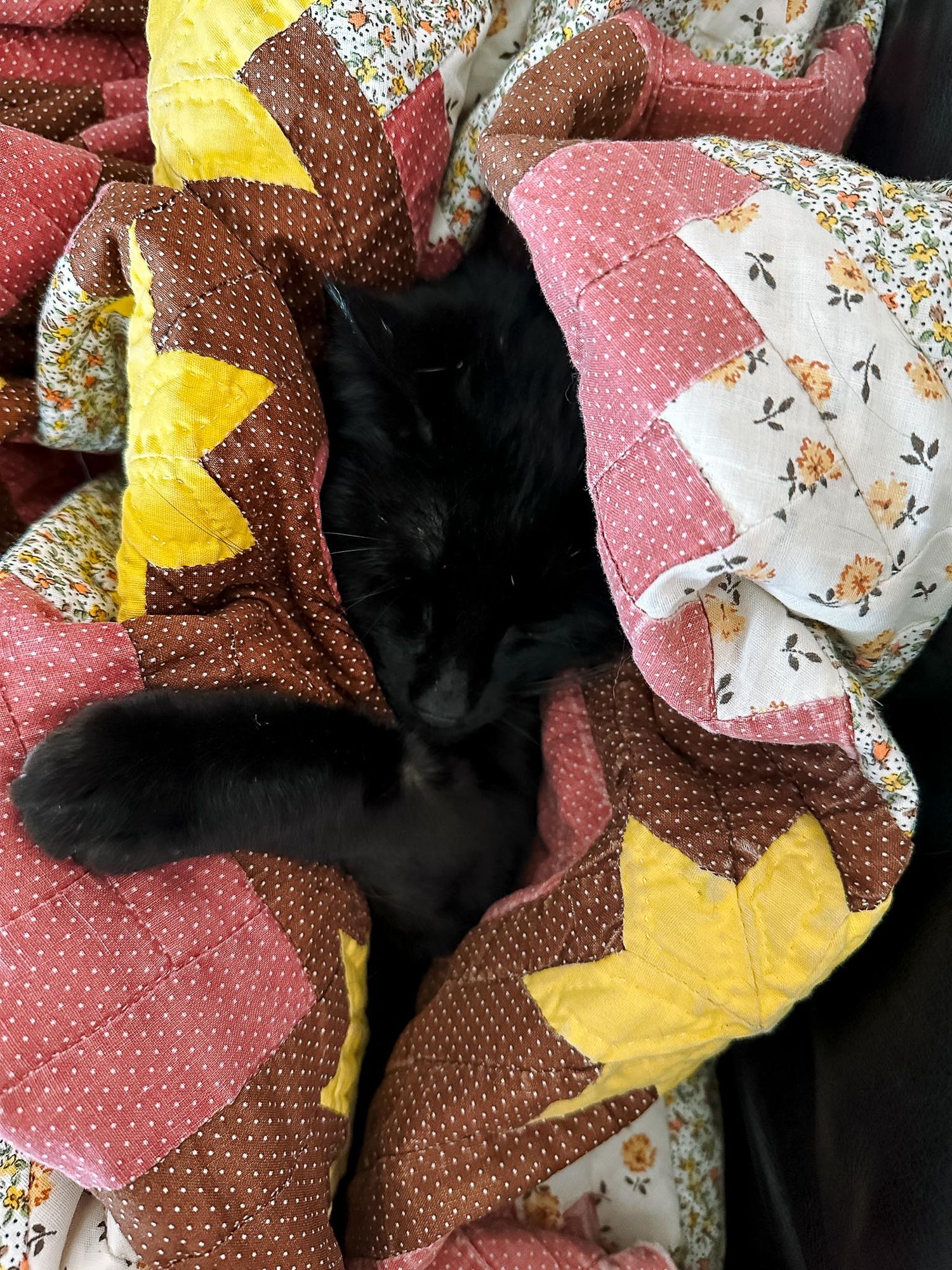 Denver photographer's project 365, June, cat snuggling in quilt.