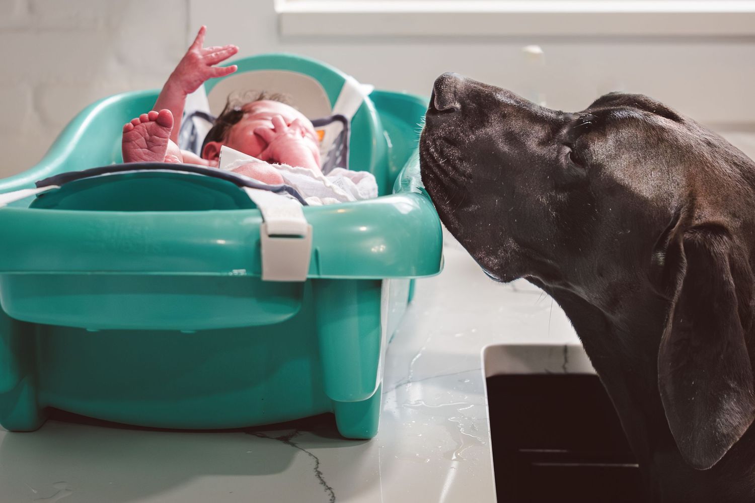 Newborn boy in baby bath tub on counter, Great Dane peering over edge of tub to sniff at baby boy.