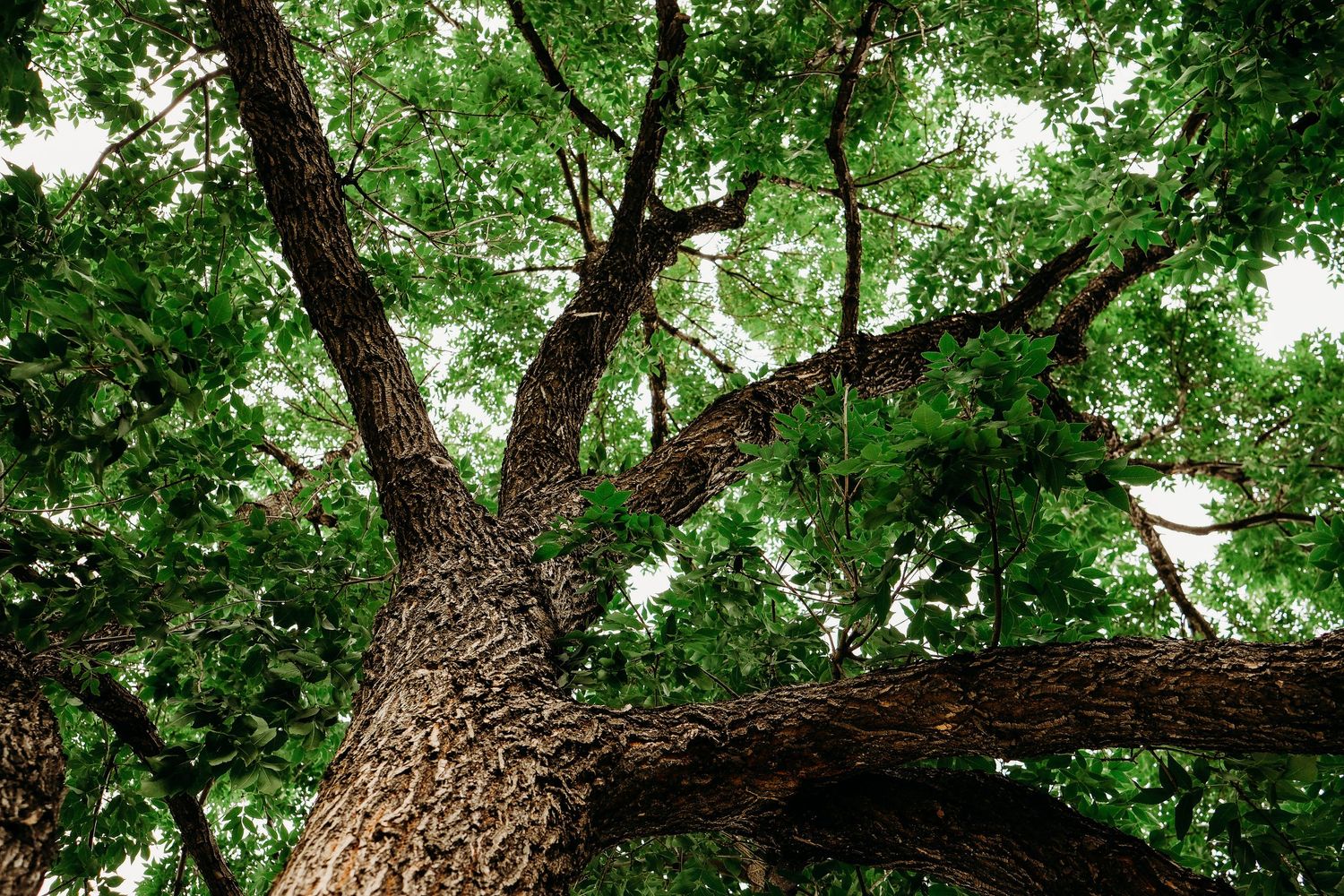 In-home Denver family photography session,  view of large green Ash tree.