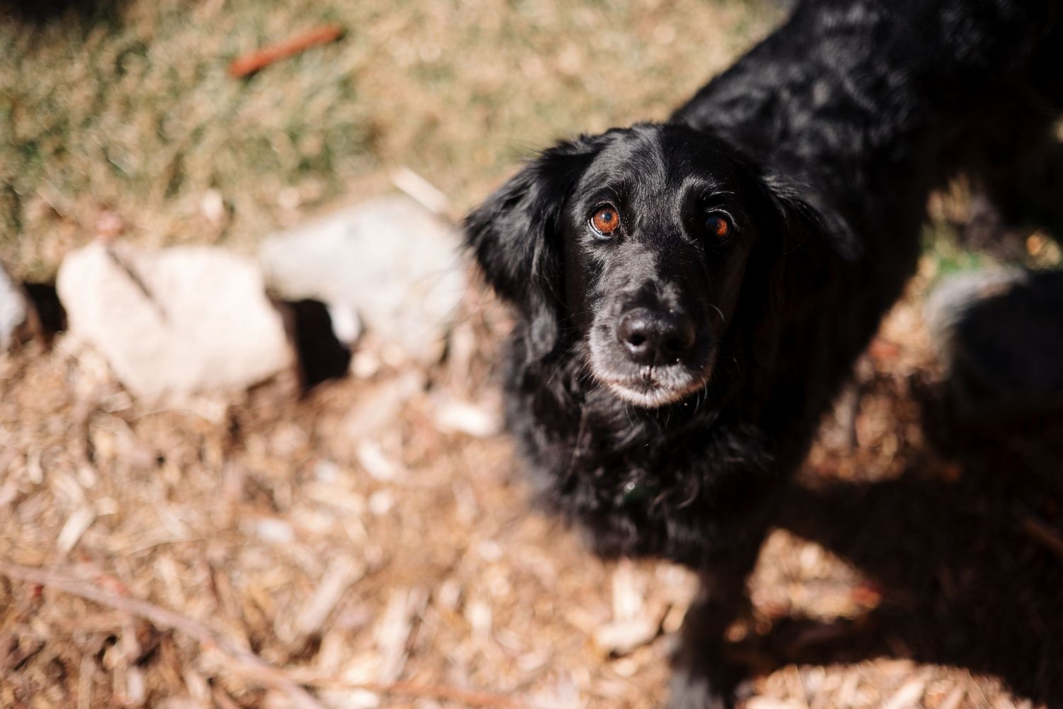 Close up of large black dog with long fur.