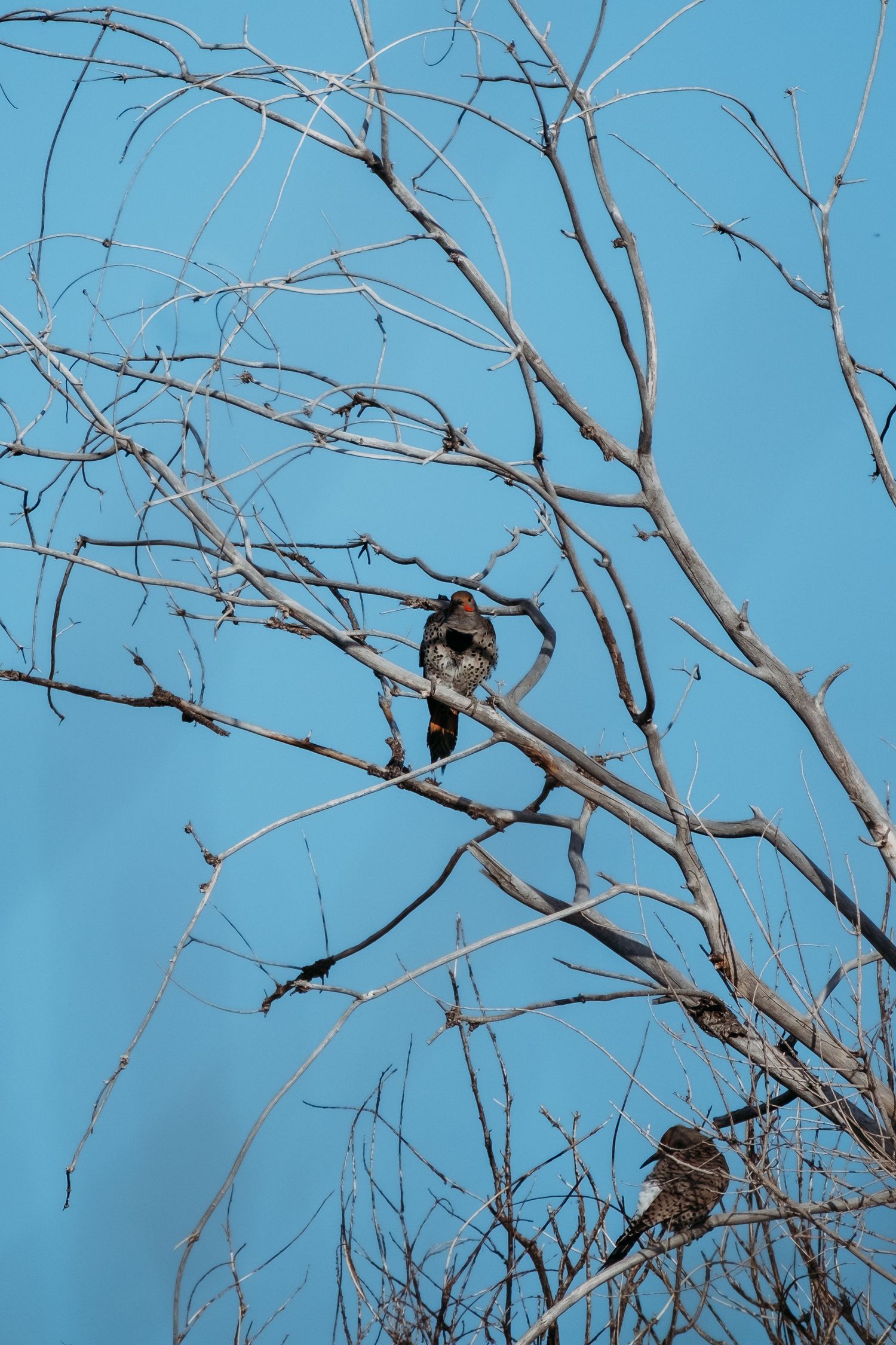 Bird of prey perched in tree