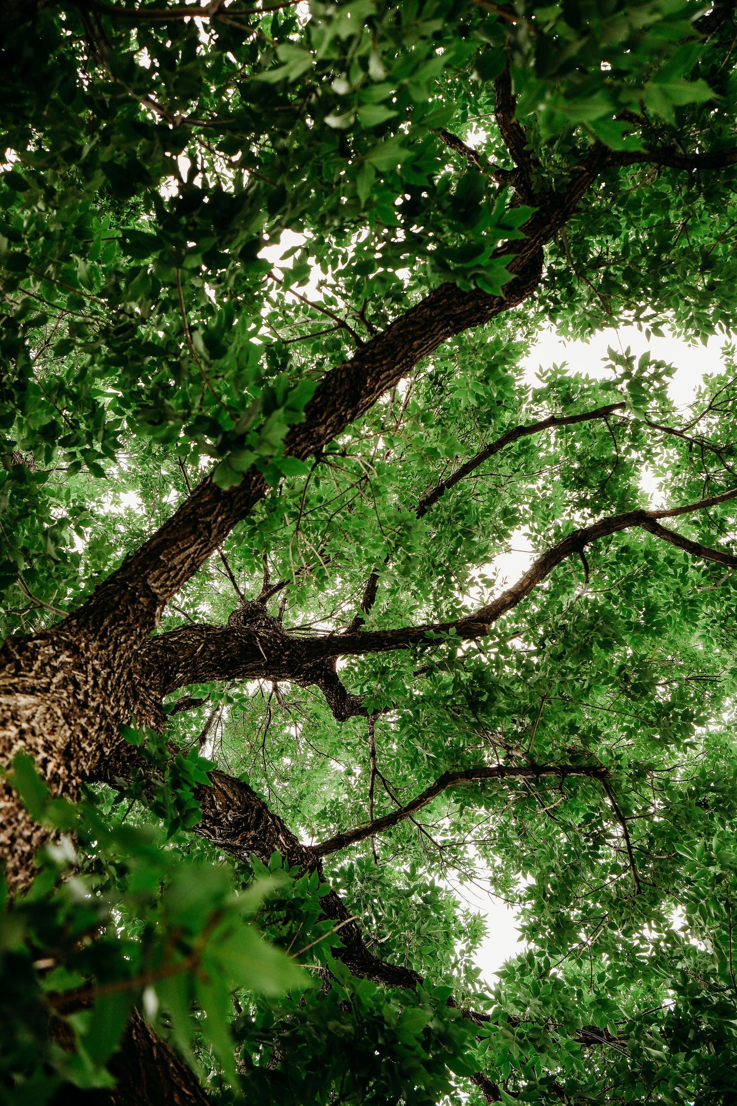 Project 365 photo - green tree with many dramatic branches.