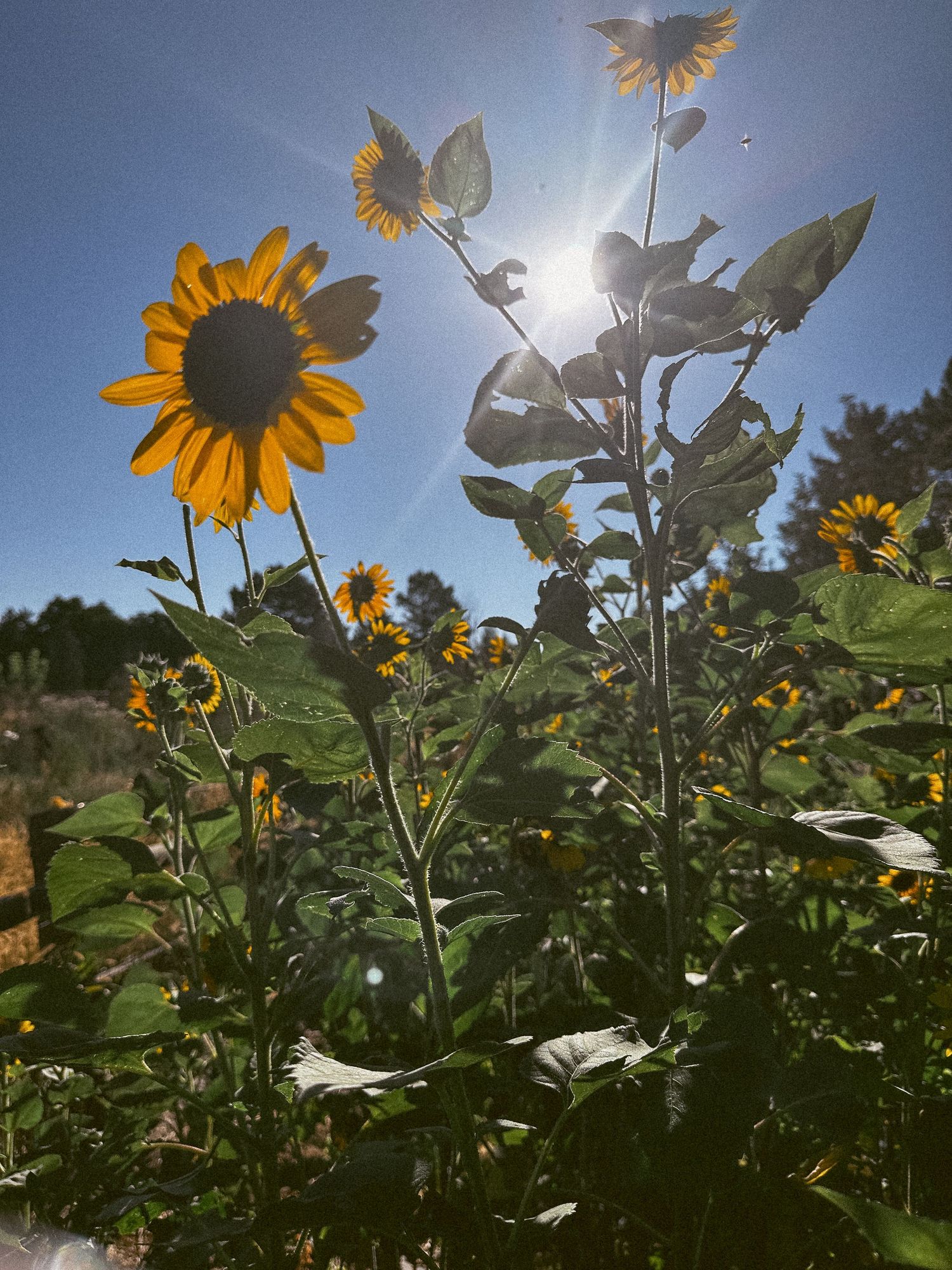 Project 365 photo - tall sunflowers in backyard garden.