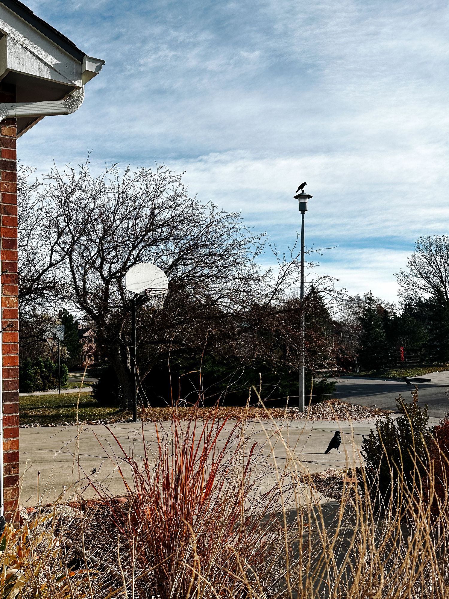 Project 365 -  crows in front yard.