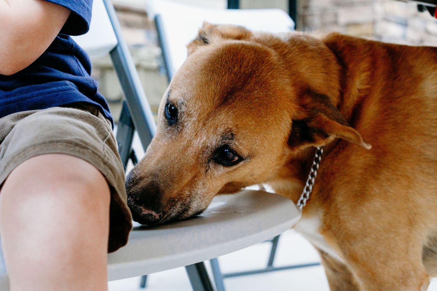 Dog licking food off folding chair.