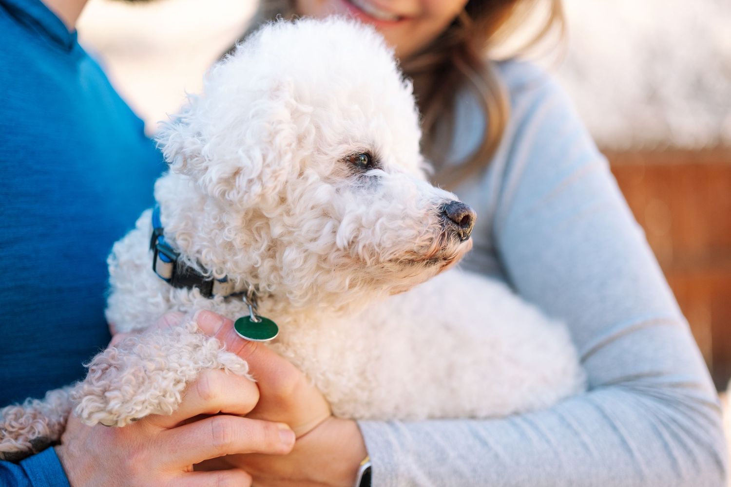 Close up of white, fluffy, older dog.