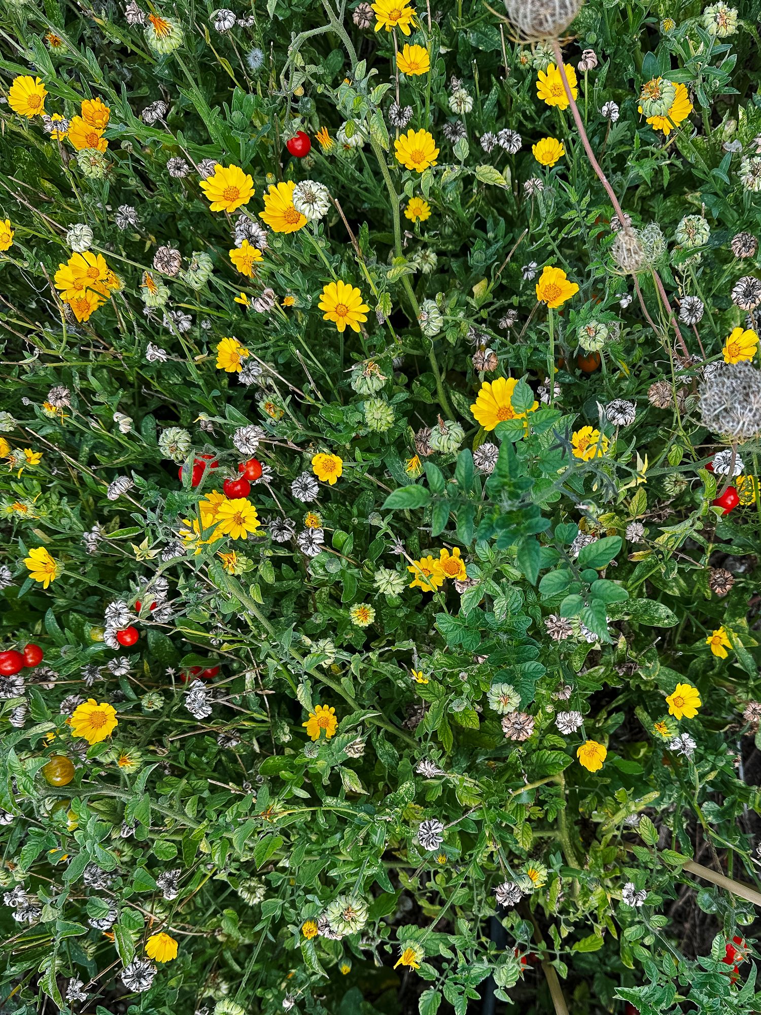 Project 365 photo - mixed flowers in backyard garden.