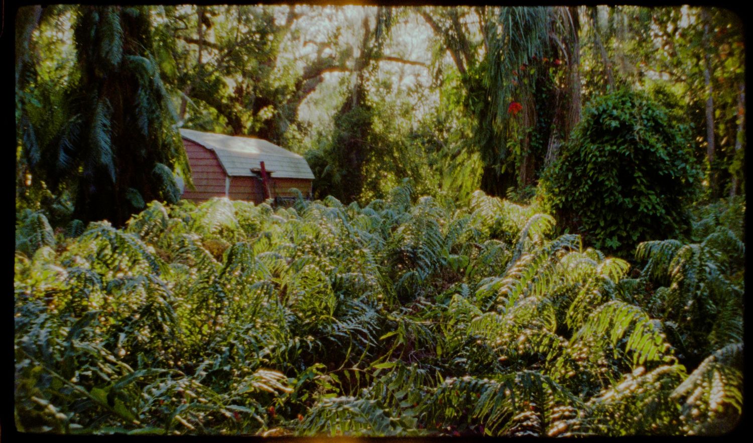 Natural woodland setting with trees and filtered sunlight creating a romantic atmosphere.