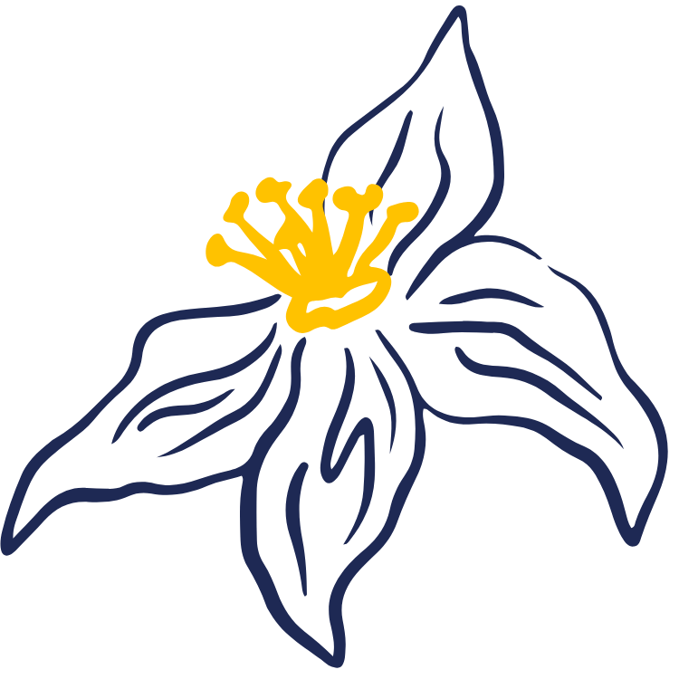 Simple floral pattern with navy blue outlines of daffodils and yellow centers on a white background.