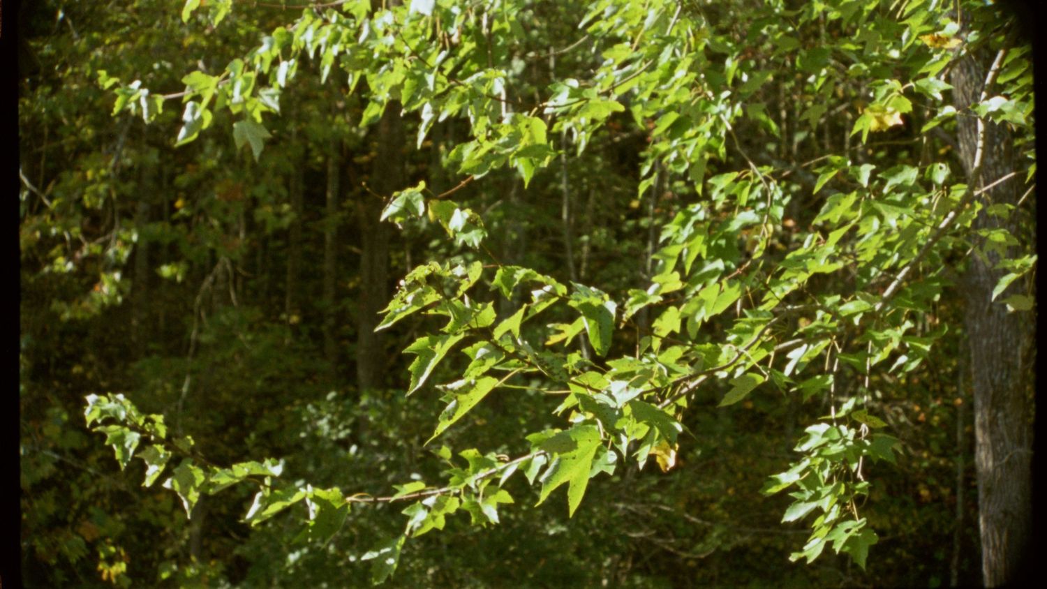Green leaves and branches form a natural canopy in a garden setting.