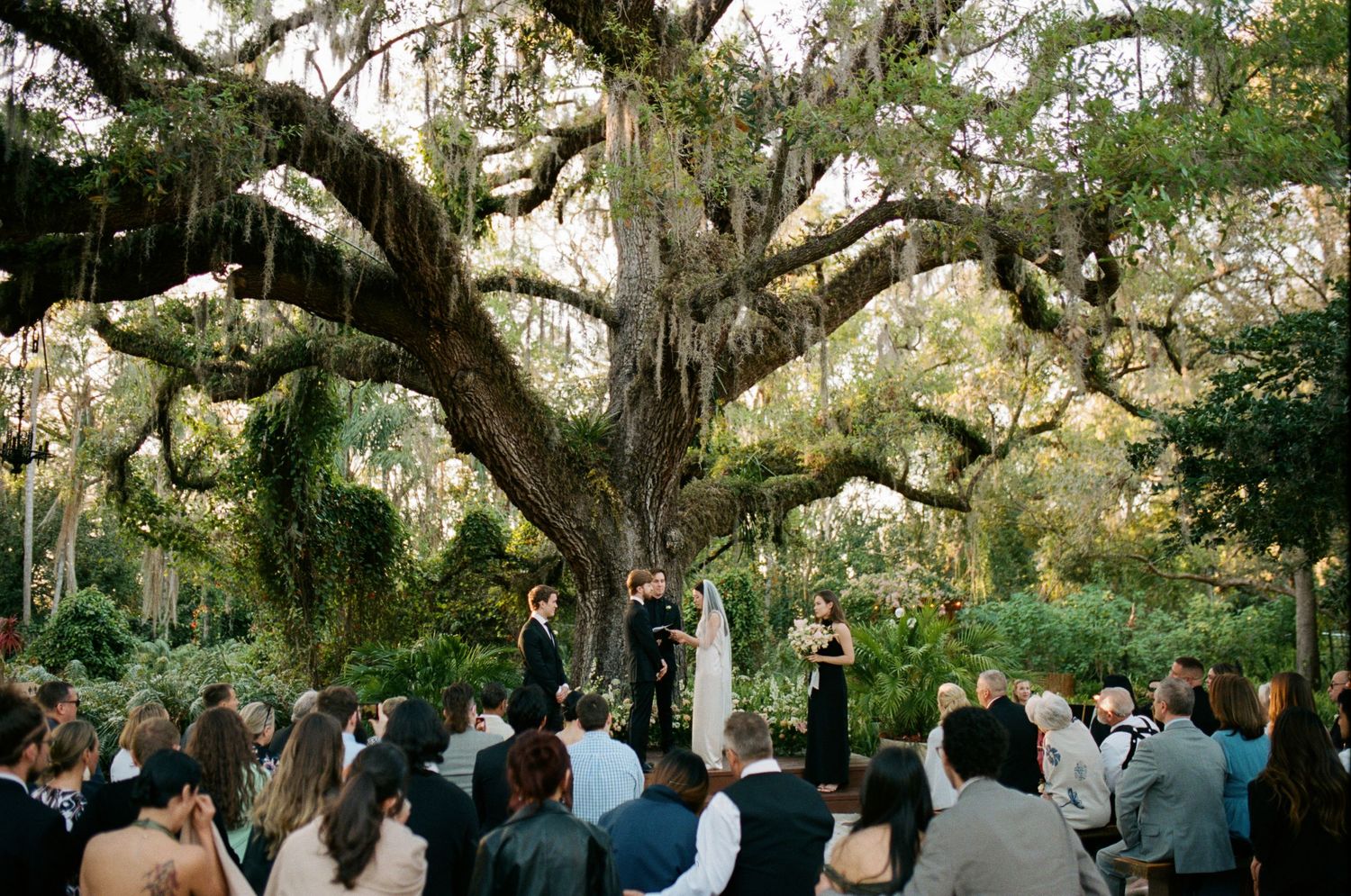Large oak trees draped with Spanish moss creating natural archway over outdoor gathering.