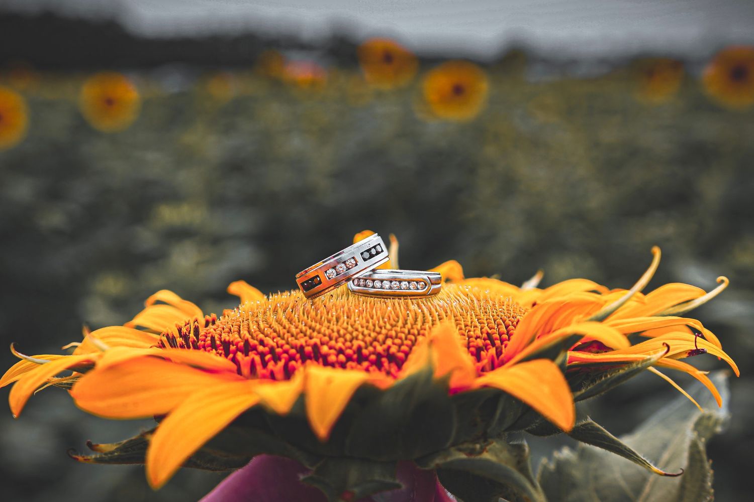 CTP Photography