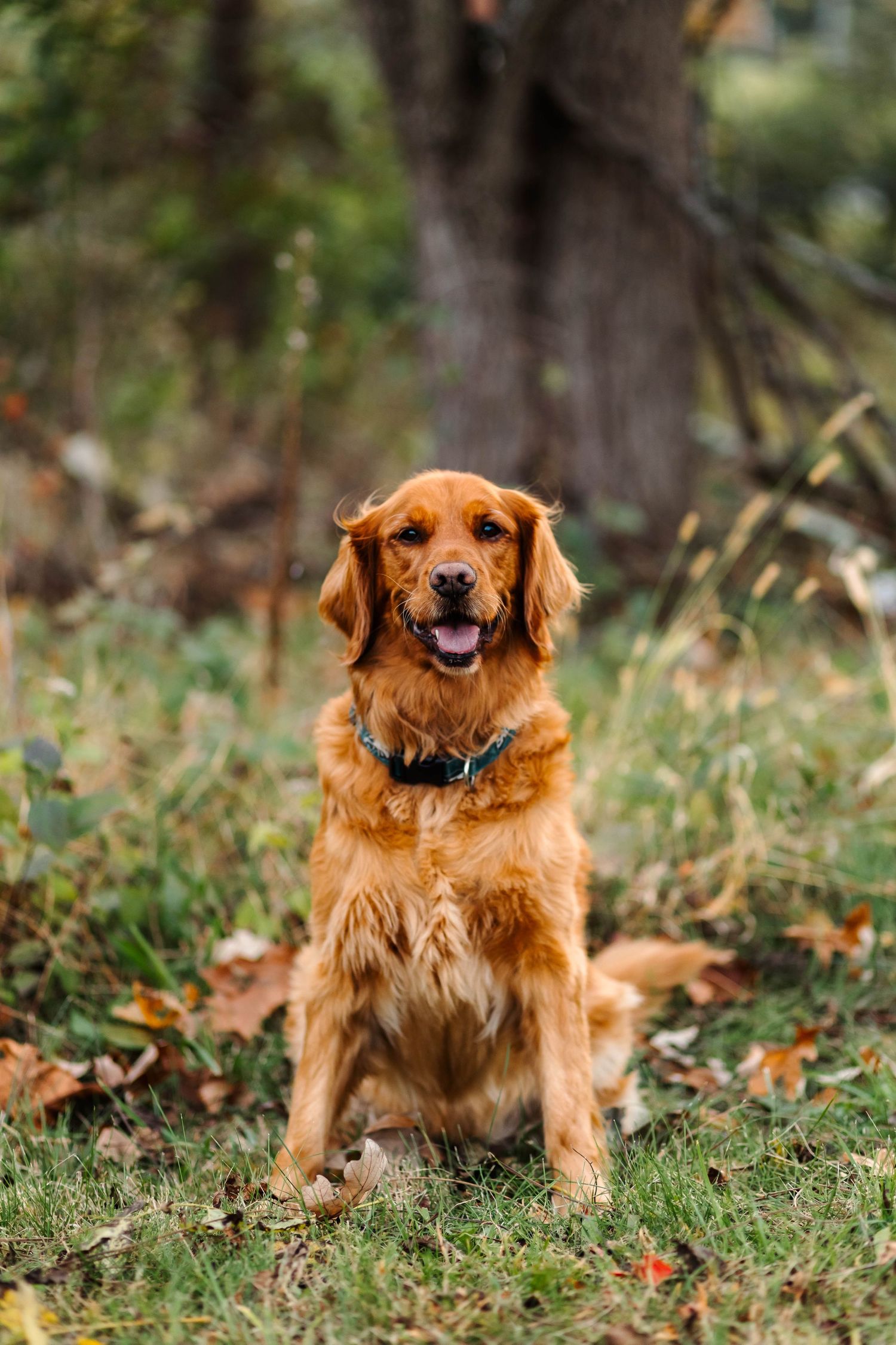 A golden retriever sits attentively on grass surrounded by fallen autumn leaves in a park in Harleysville, PA.