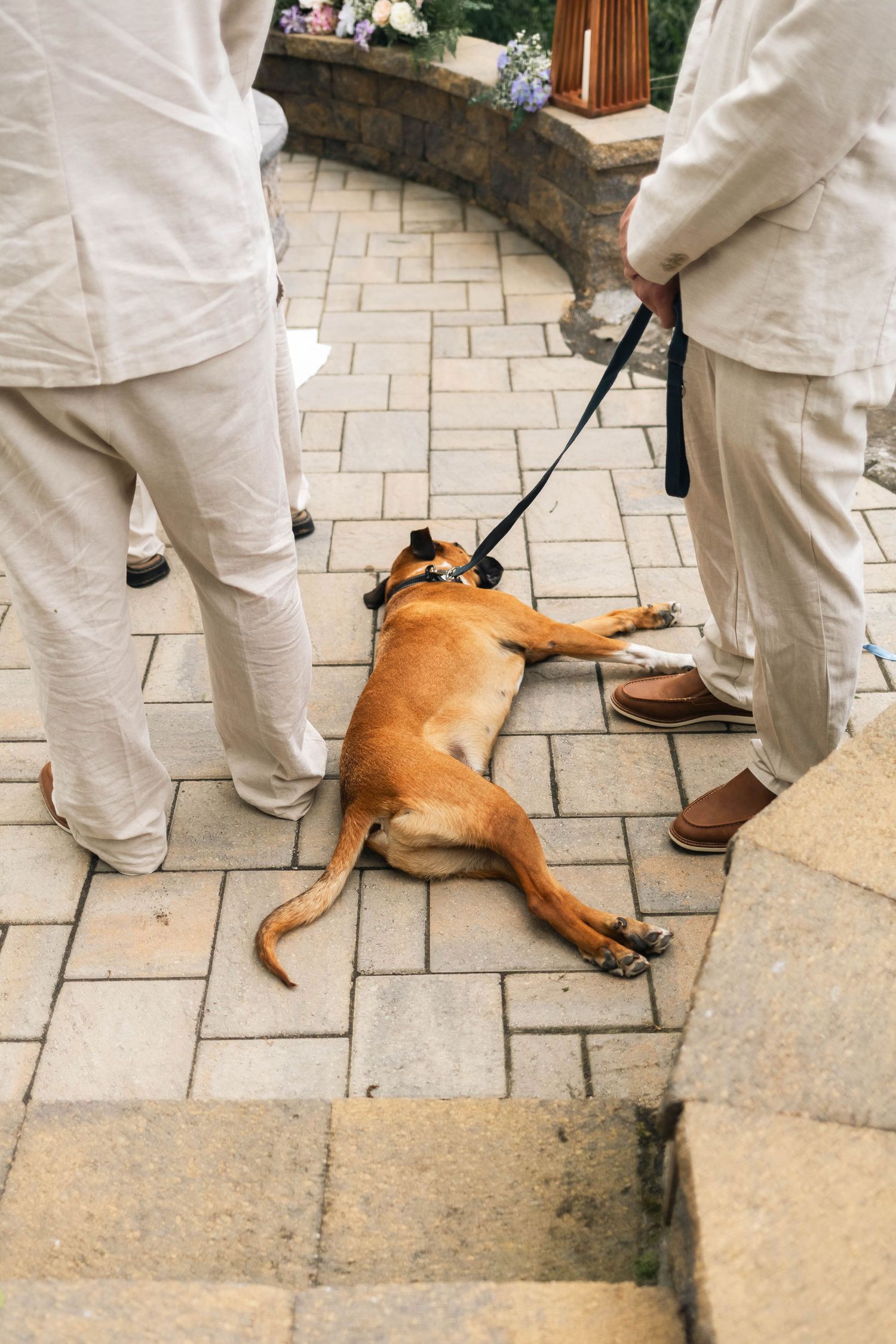 Brown dog lying on stone patio floor on leash during outdoor wedding ceremony.