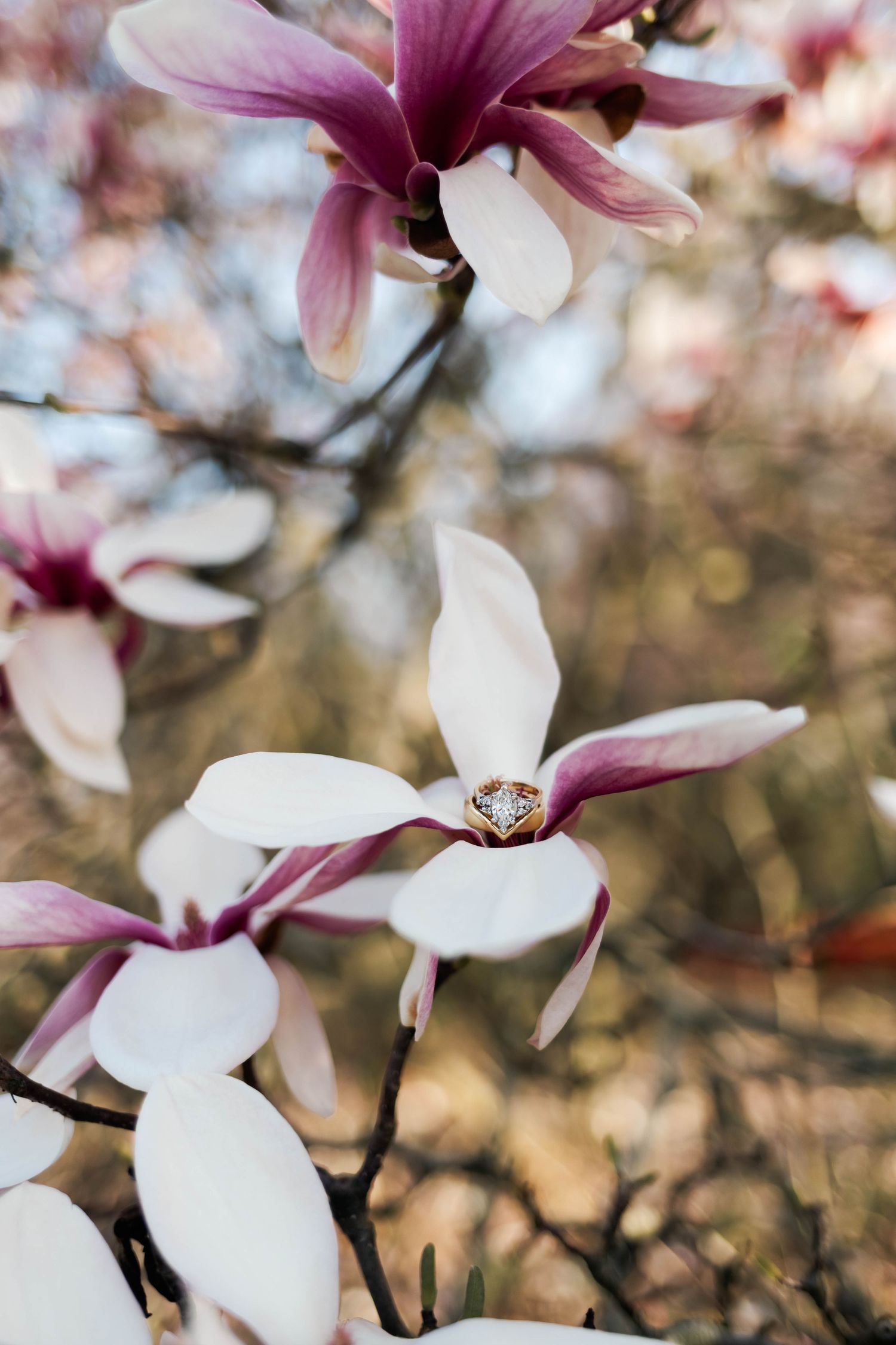 Detail shot of diiamond engagement ring resting delicately on a blooming pink and white magnolia flower branch.