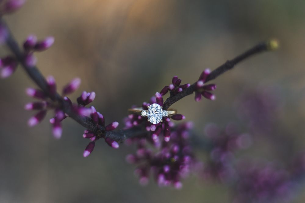 Diamond solitaire engagement ring resting on a blooming purple redbud tree branch in spring.
