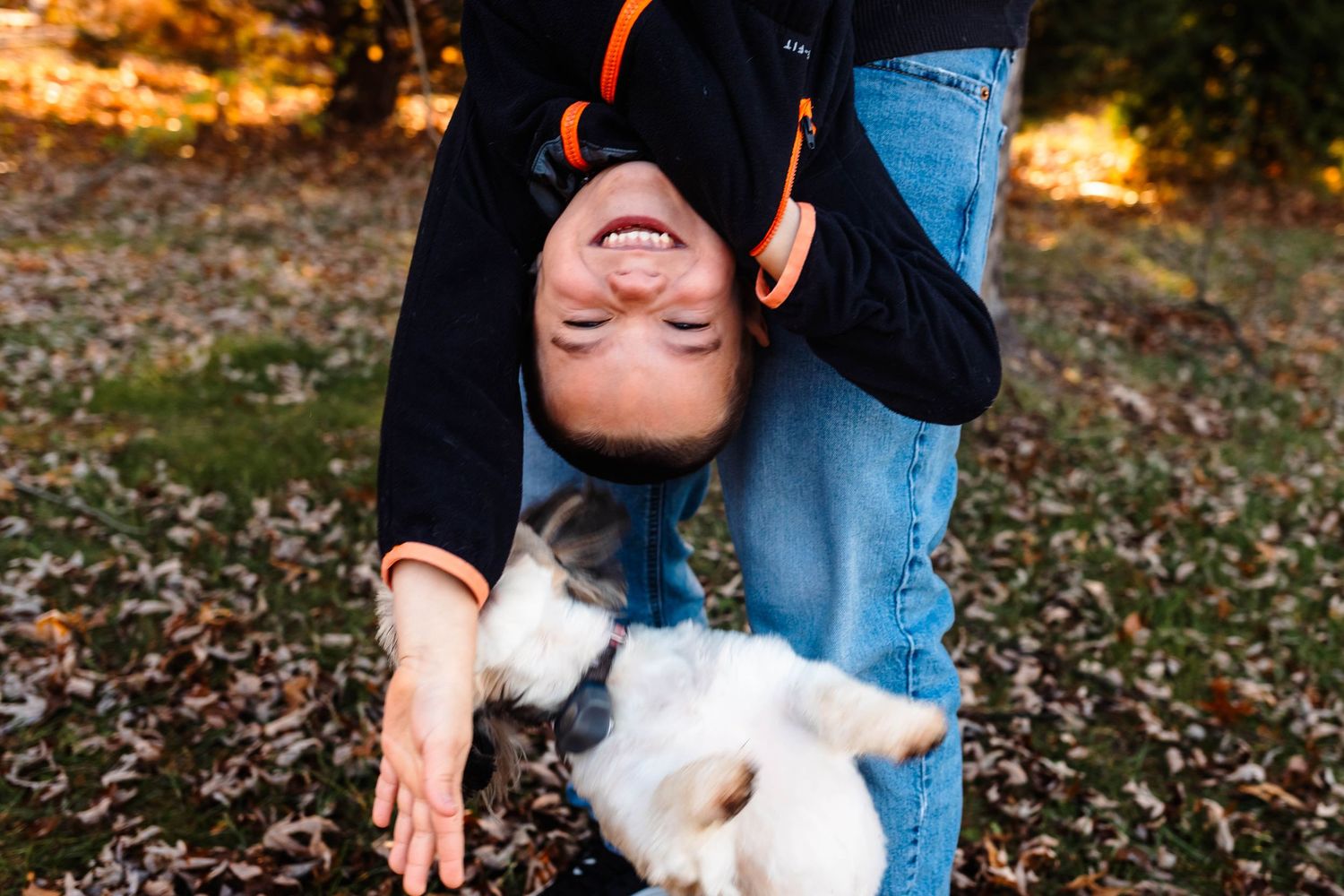 Child laughs upside down during a family session while playing with a white dog among fallen autumn leaves outdoors in Boyertown, PA.