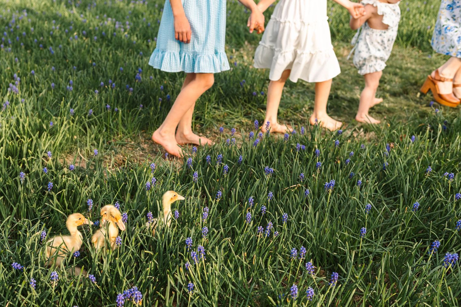 Three barefoot children walk through a field of purple flowers alongside two fluffy yellow ducklings in Alburtis, PA.