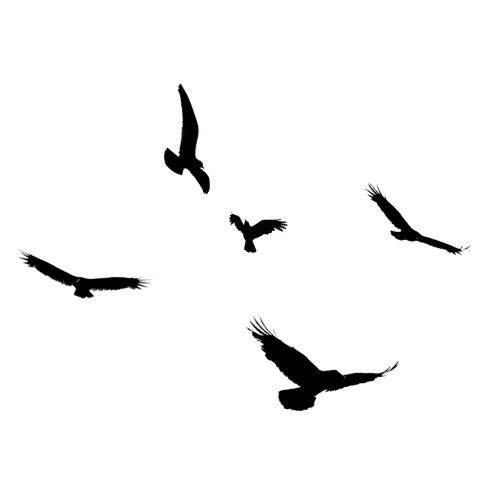 Five black bird silhouettes in various flying poses on white background, perfect for wildlife or nature design.