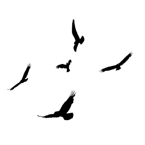 Five black bird silhouettes in various flying poses arranged in a circular pattern on a white background.