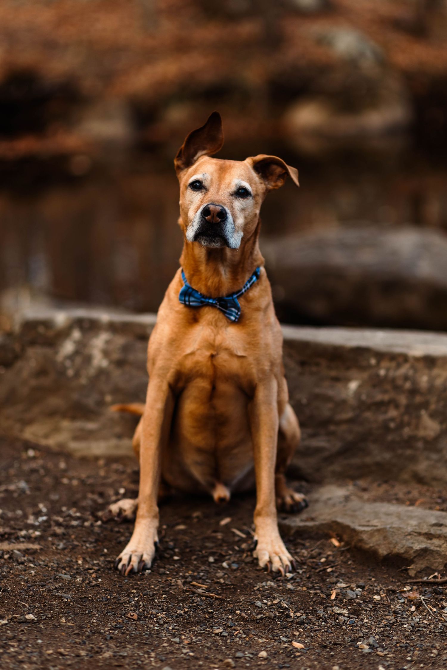 A brown mixed-breed dog wearing a blue bow tie sits attentively on rocky ground in an autumn setting in Pottstown, PA.