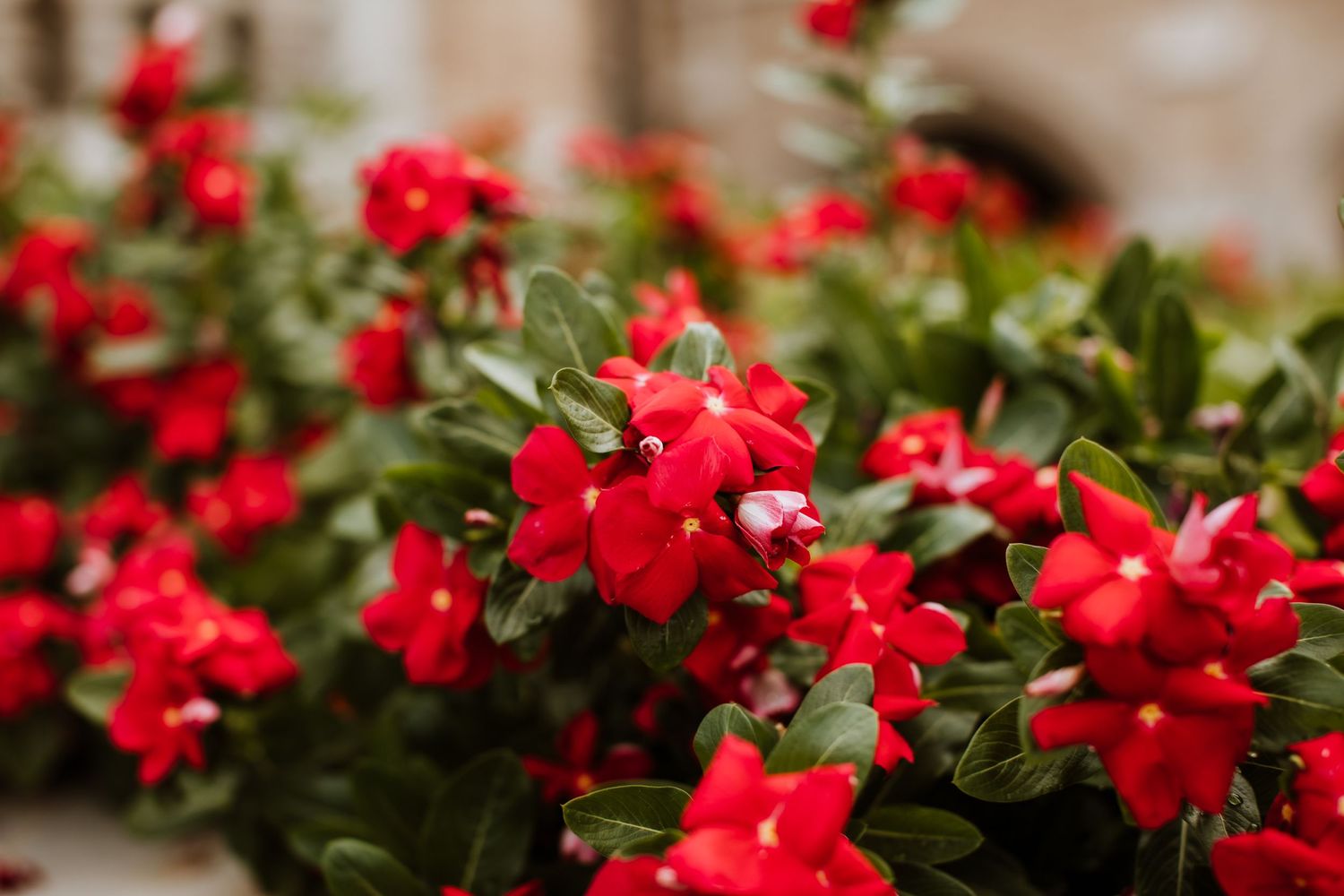 Florals during a Senior Photoshoot