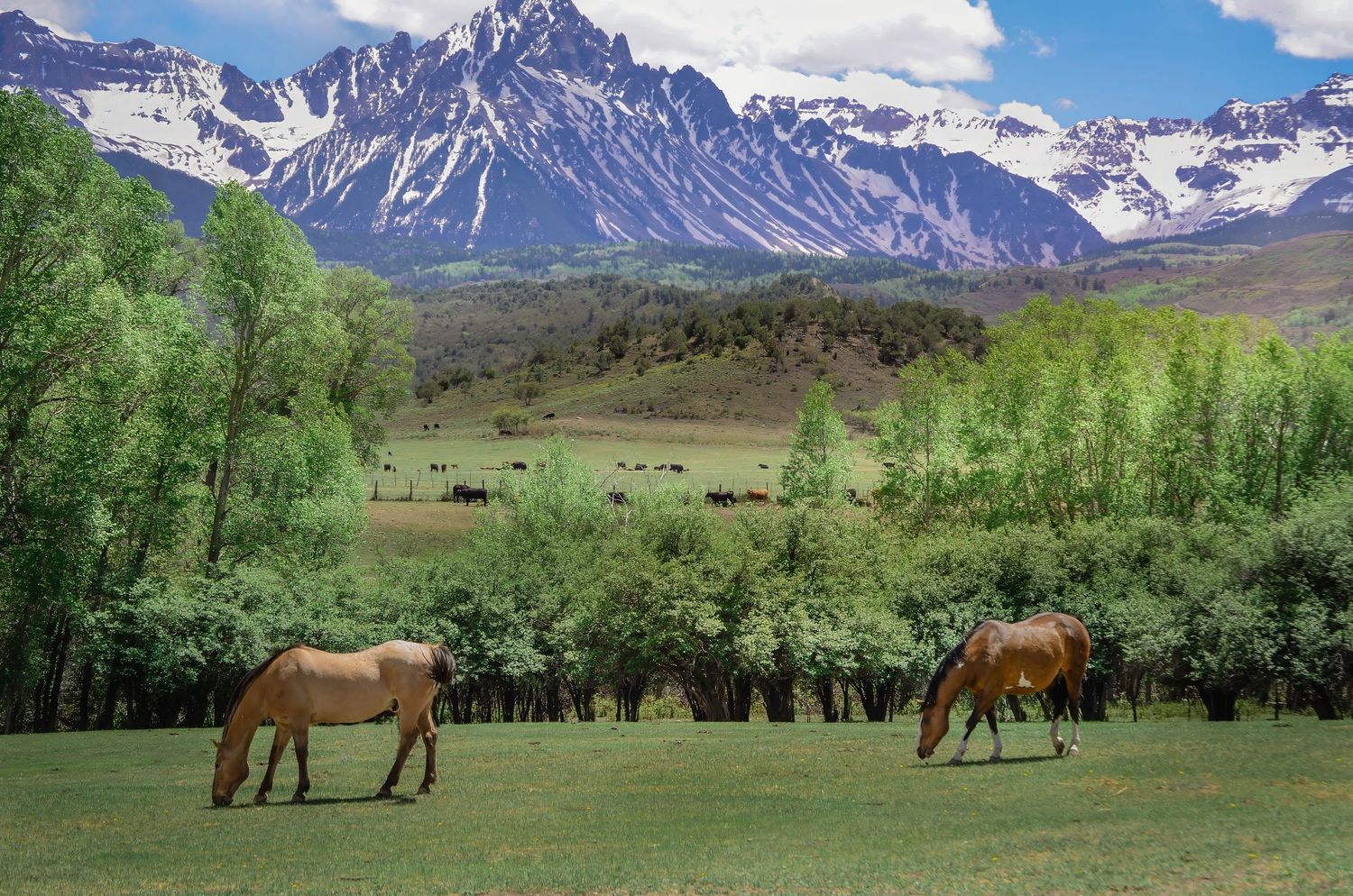 Photo of the snow-covered Colorado Rocky Mountains with horses grazing on the green grass unimpressed by the majestic beauty.