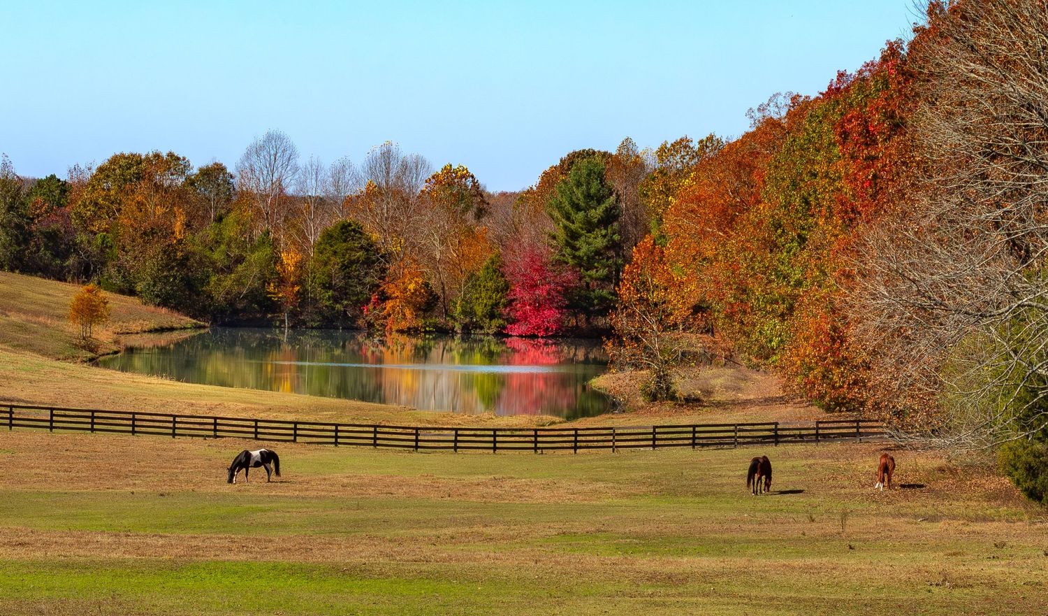 Photo of a horse farm and pond showing the reflection of the fall colors in the pond. Horses are grazing in the pasture.
