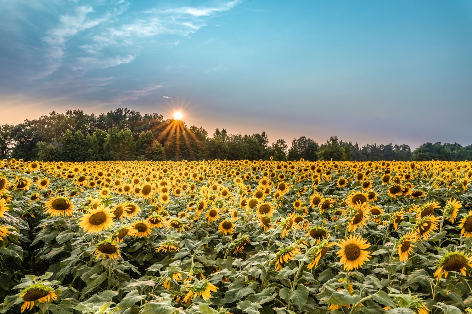 Photo of a sunflower field with the sunset shining on this field of golden yellow. The brigh blue sky provides a great contrast in color.