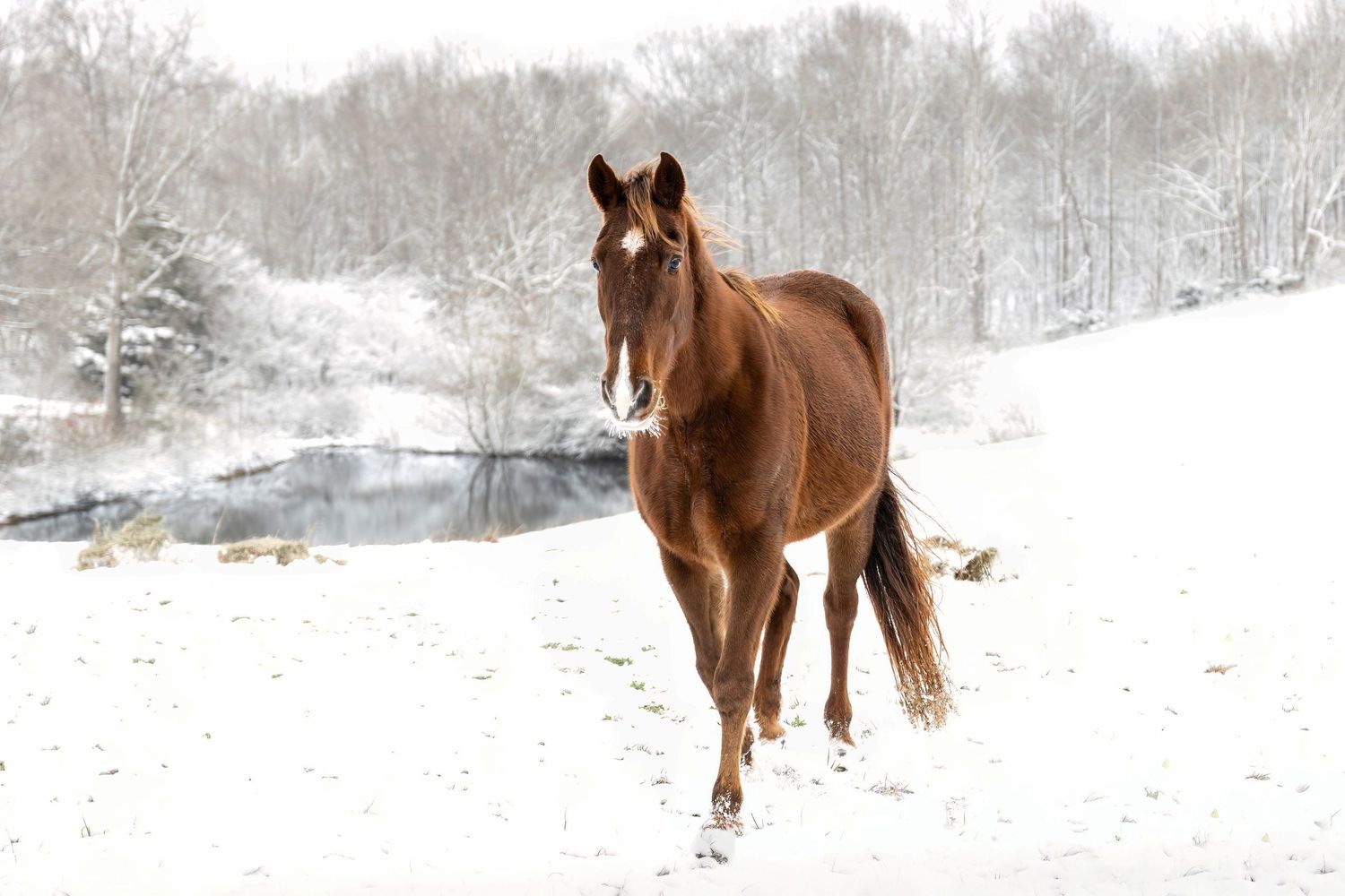 Photo of a snowy scene with a chestnut horse in the snow with icy whiskers. He's in front of an icy pond lined with snow covered trees .