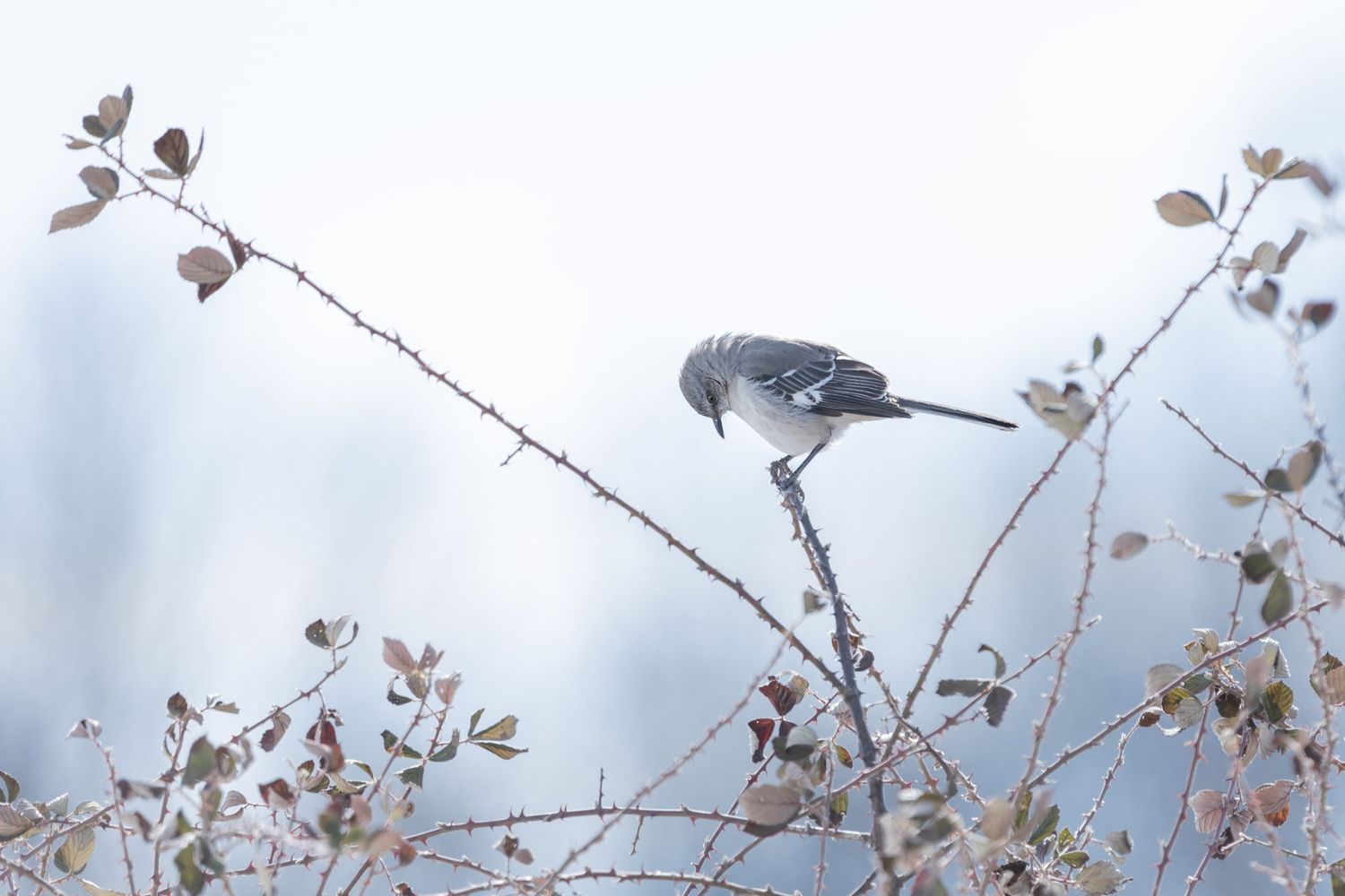 Photo of a mockingbird in the snow seemingly praying for winter. Shot in Tennessee on a blackberry plant, the mockingbird is the state bird.