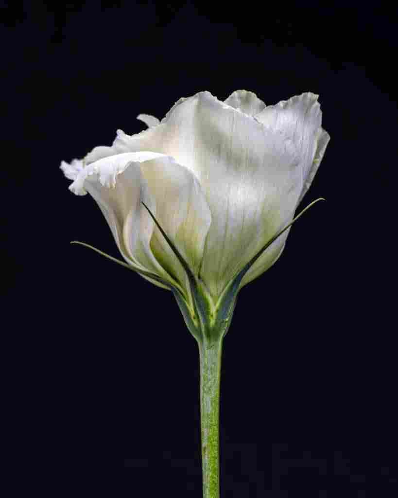 Photograph of a white Lisianthus on a black background. This botanical portrait as a fine art wall piece highlights the delicate layers.
