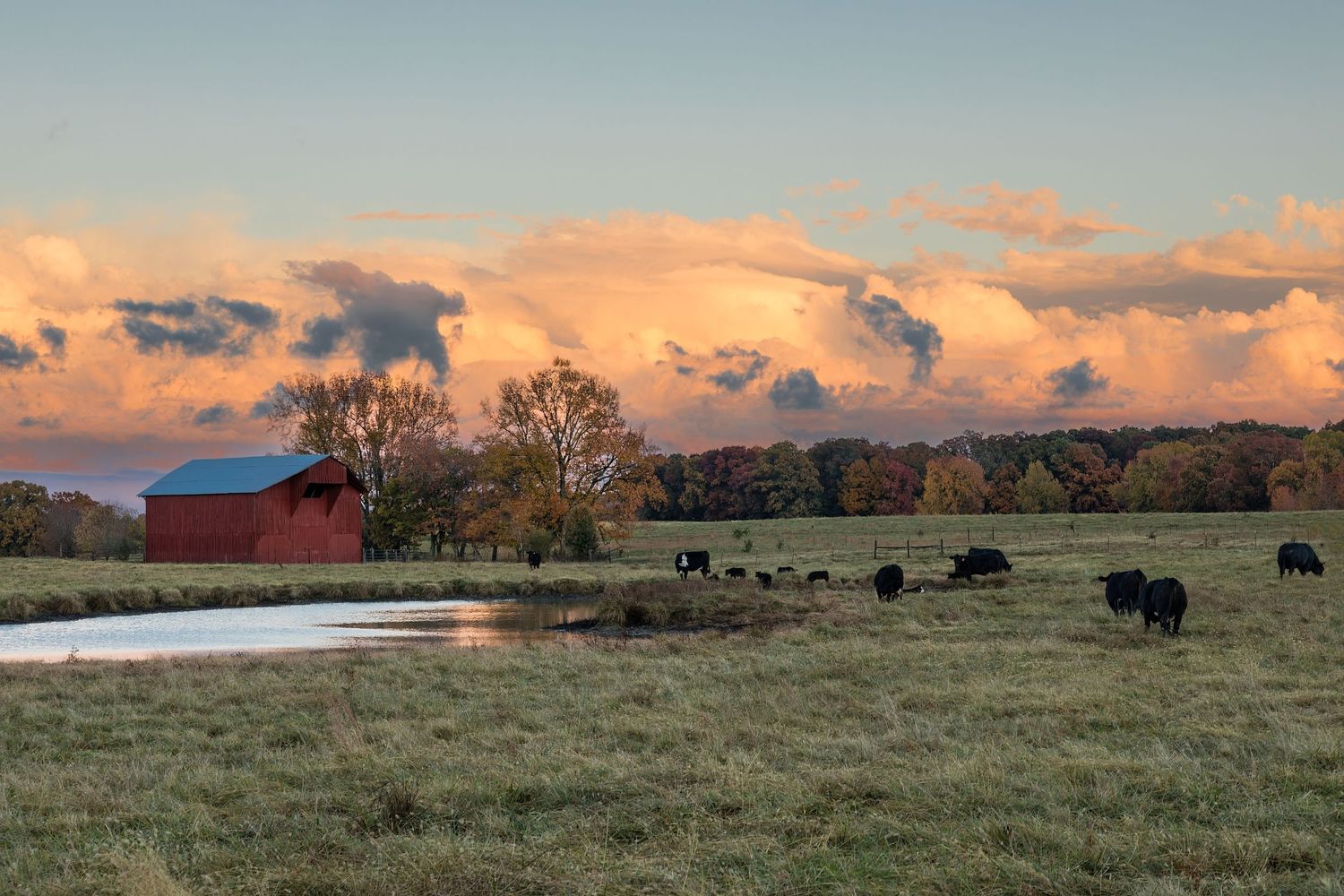 Photo a pastoral scene of a field with cows, a red barn and with the sun reflecting color into the clouds.